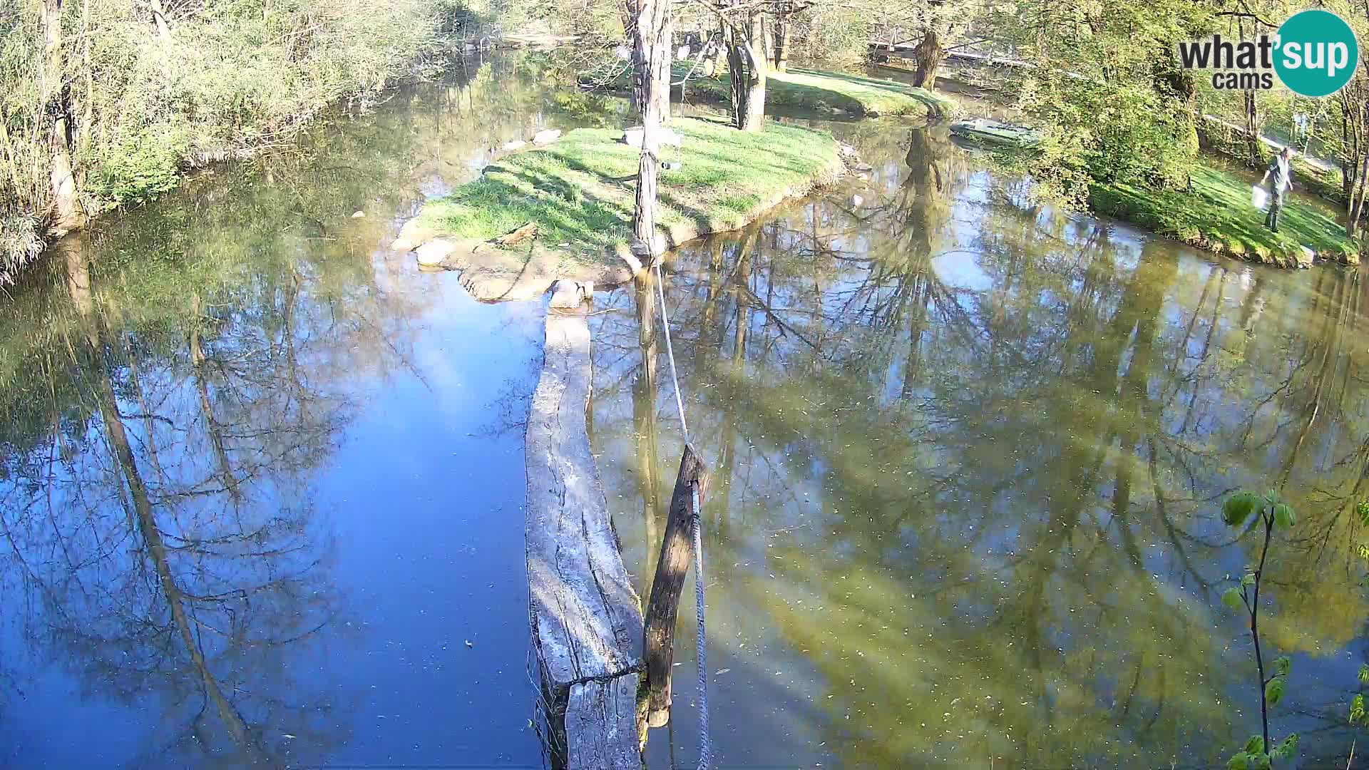 Black and white ruffed lemur Ljubljana Zoo live cam