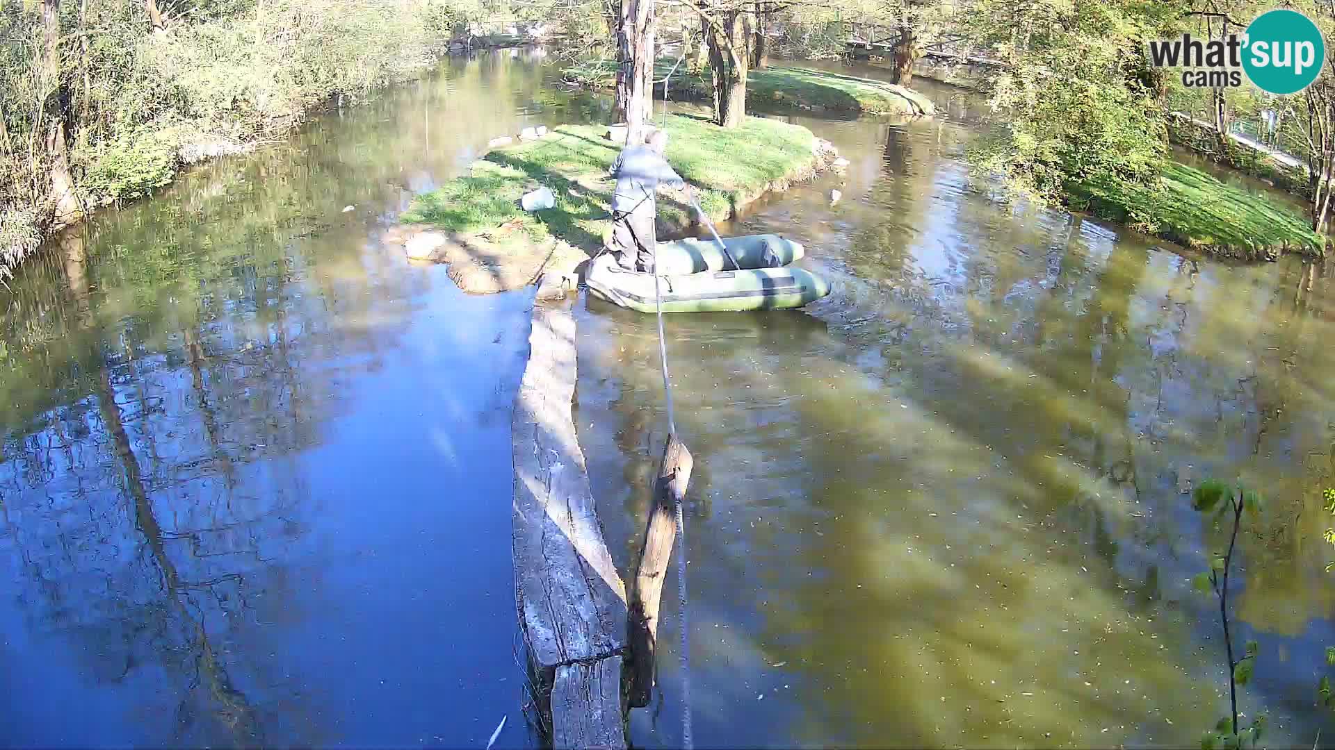 Black and white ruffed lemur Ljubljana Zoo live cam