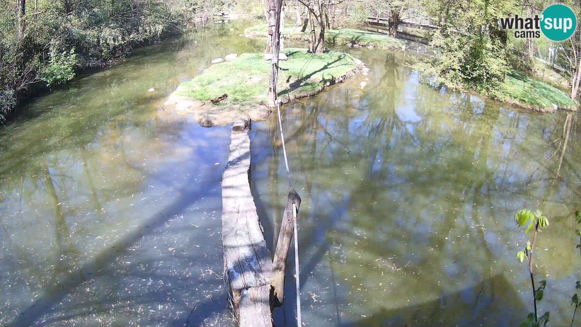 Lémur rufo blanco y negro – Ljubljana Zoo en vivo