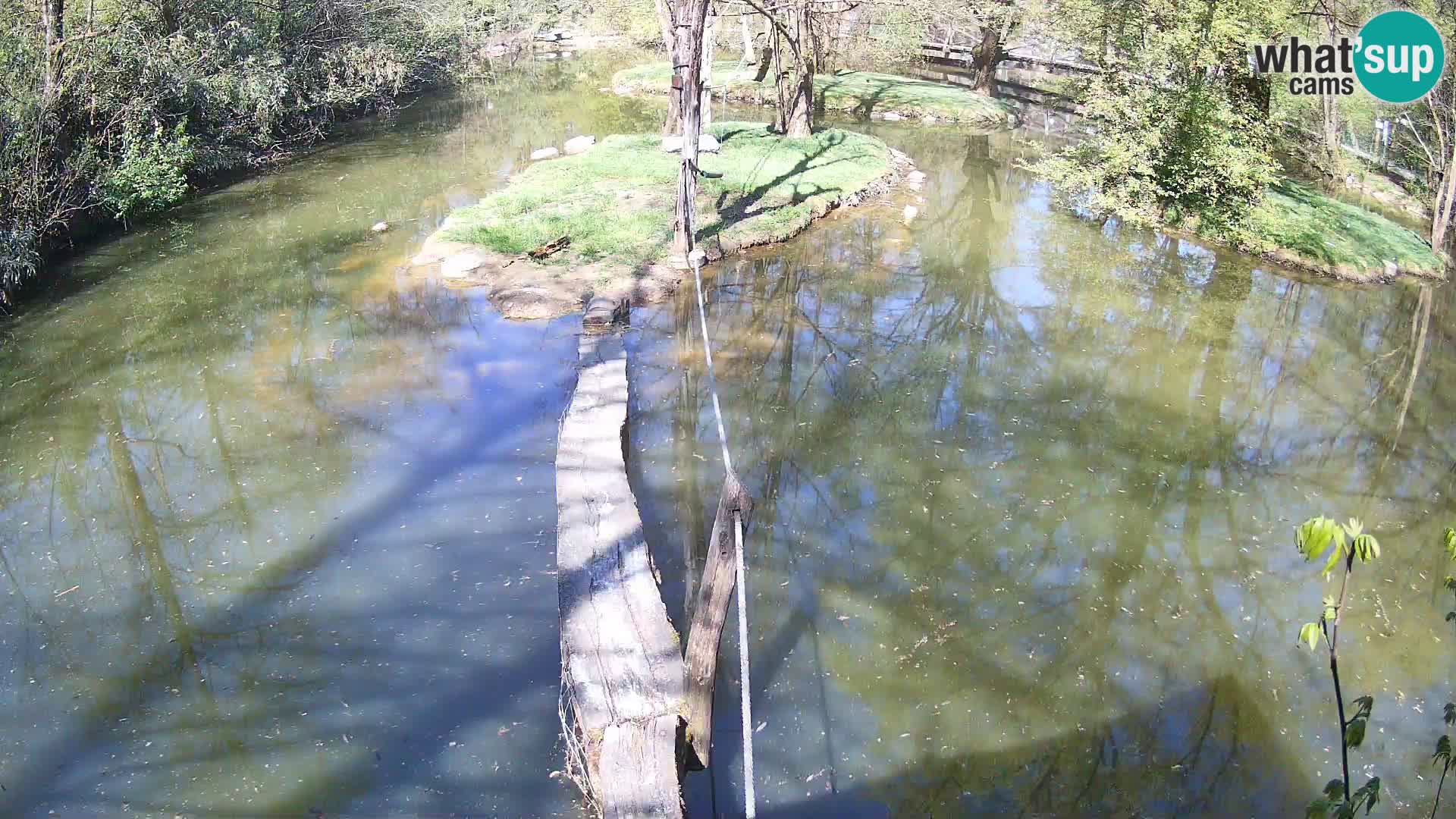 Lémur rufo blanco y negro – Ljubljana Zoo en vivo