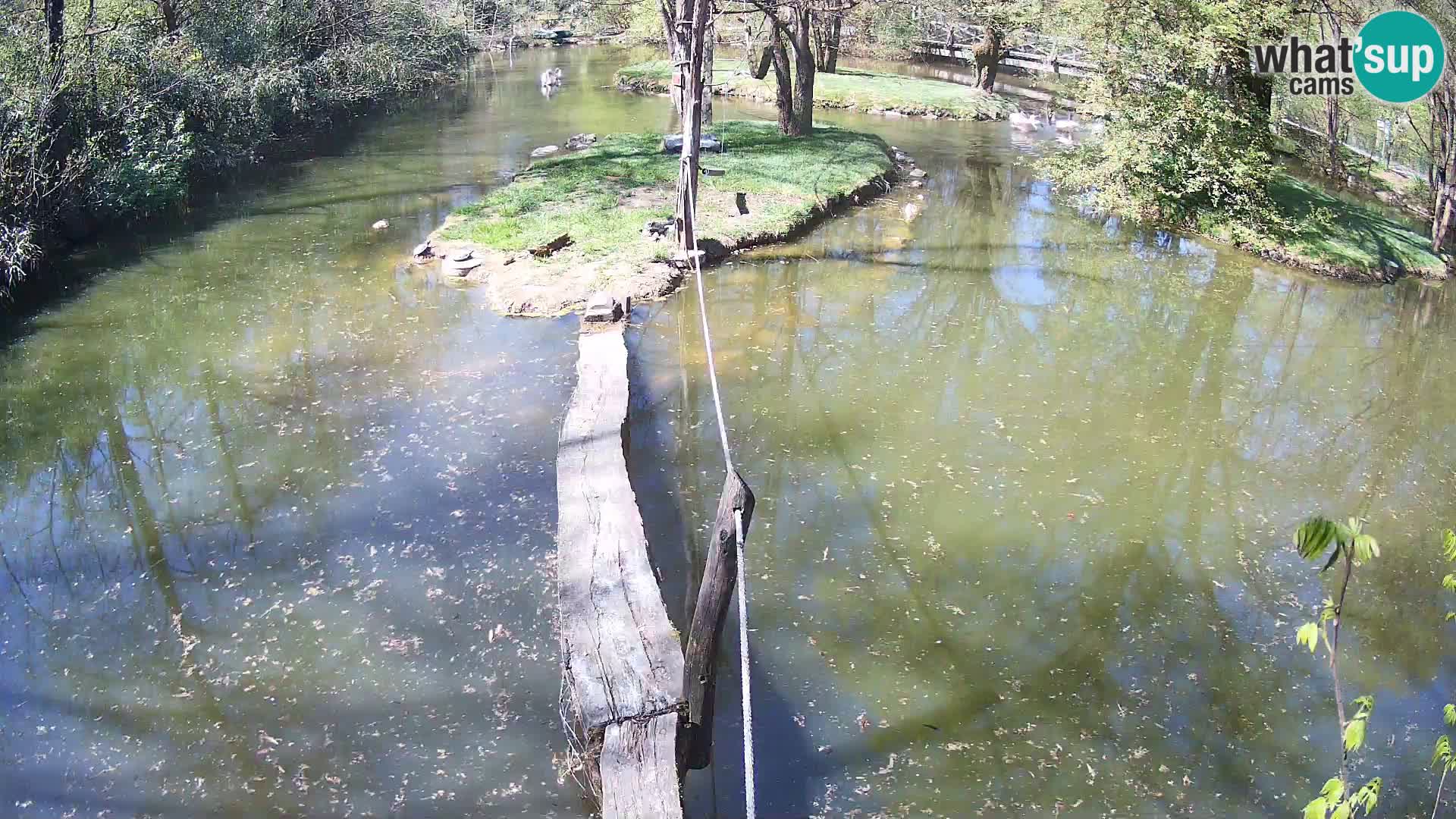 Navadni vari v živo – Ljubljana živalski vrt