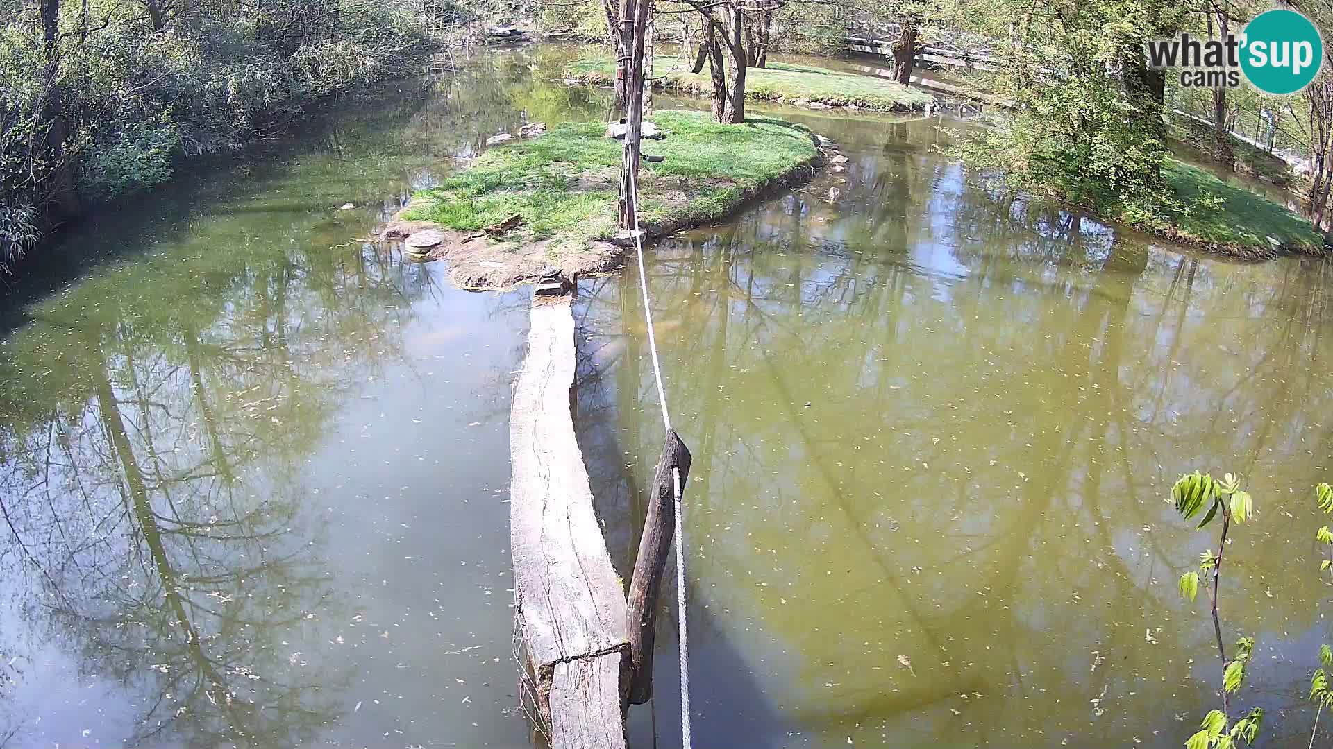 Black and white ruffed lemur Ljubljana Zoo live cam