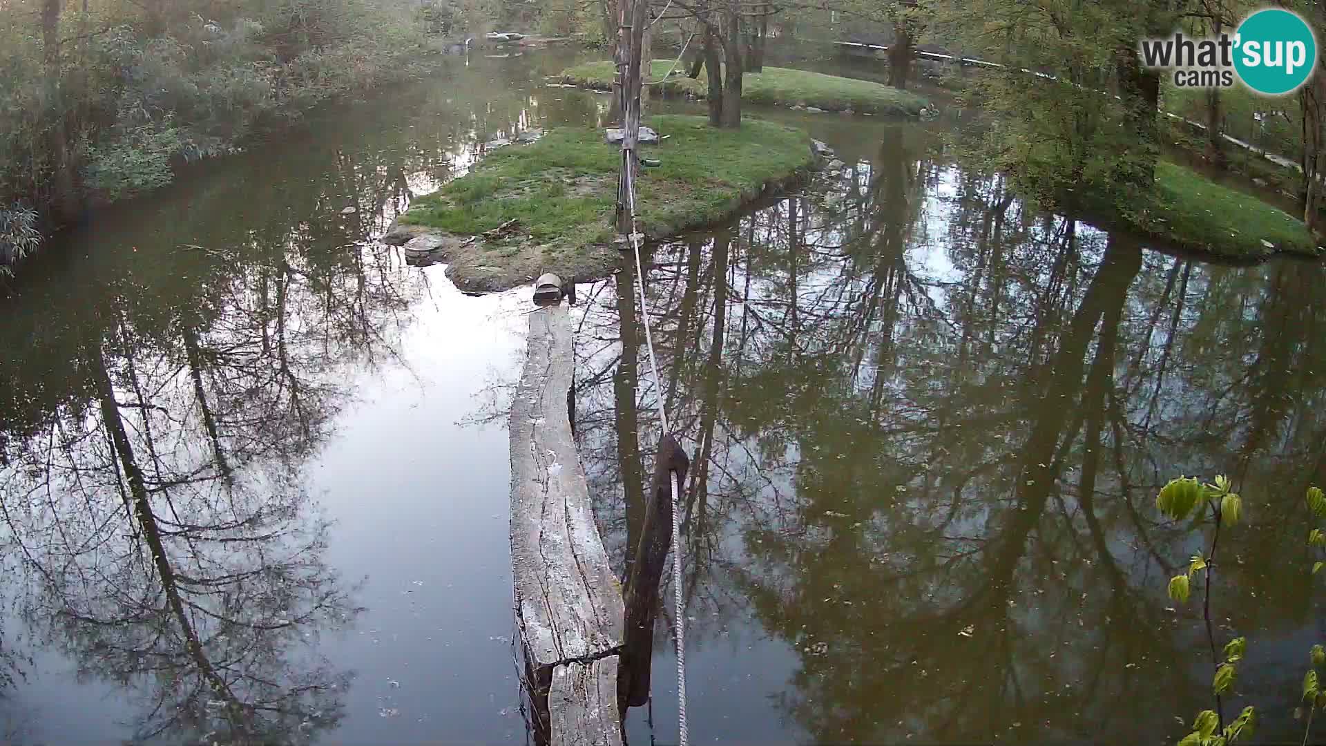 Schwarzweiße Vari Zoo Ljubljana webcam
