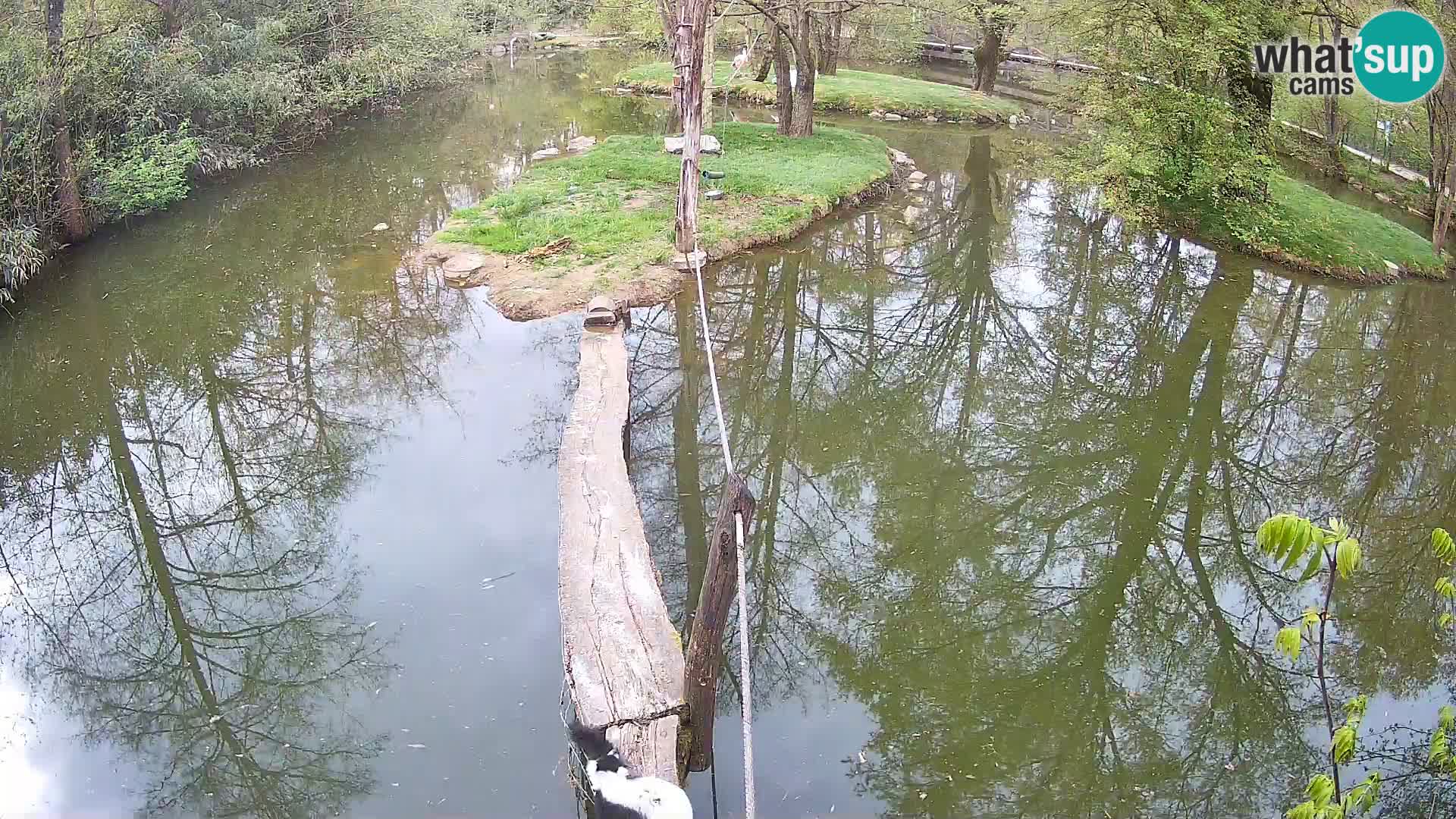 Vari bianconero Zoo Ljubljana webcam