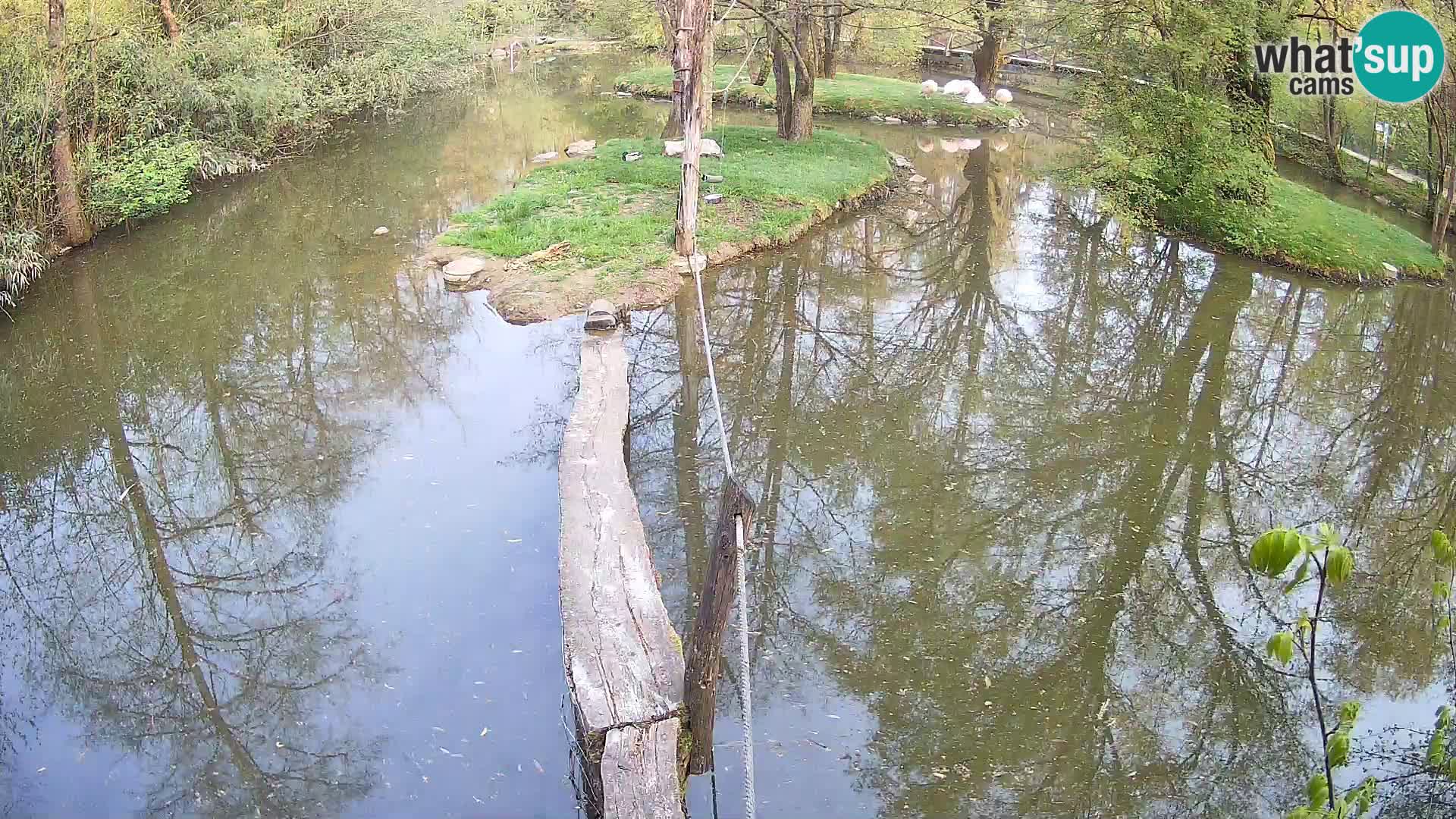Lémur rufo blanco y negro – Ljubljana Zoo en vivo
