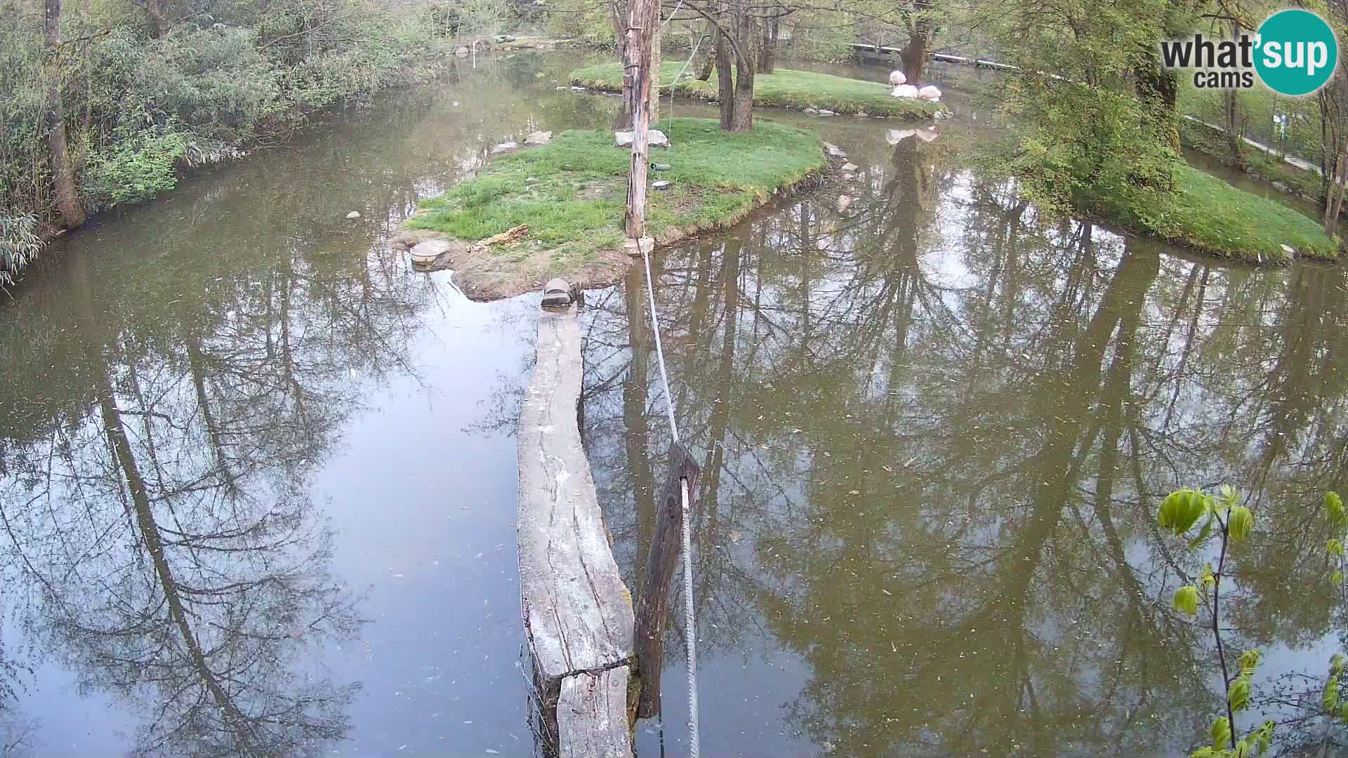 Schwarzweiße Vari Zoo Ljubljana webcam