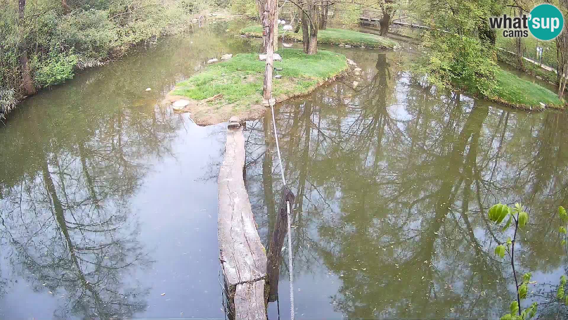 Schwarzweiße Vari Zoo Ljubljana webcam