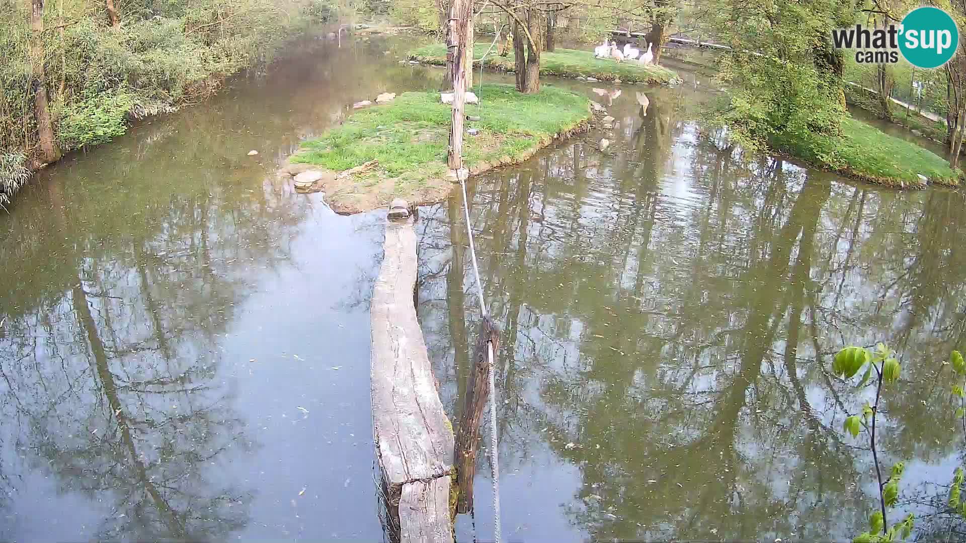 Lémur rufo blanco y negro – Ljubljana Zoo en vivo