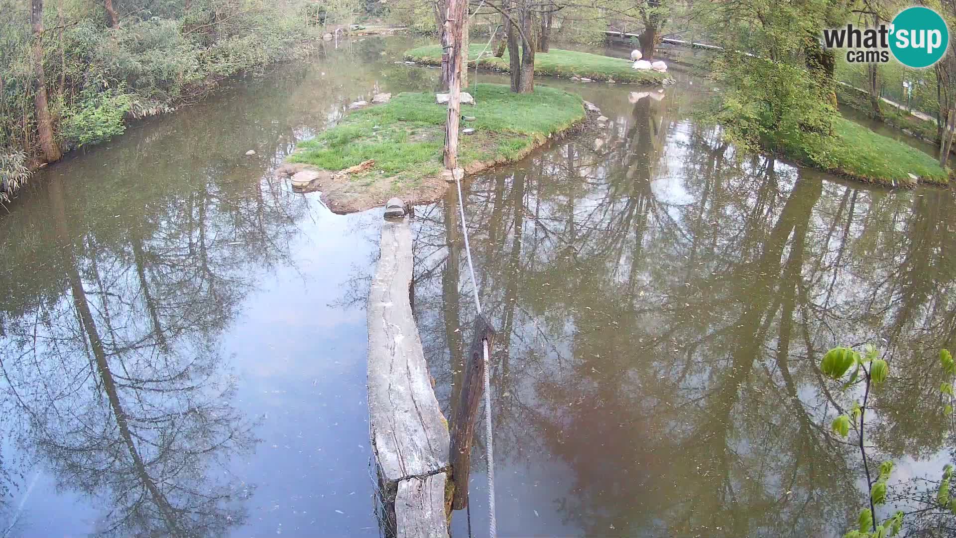Lémur rufo blanco y negro – Ljubljana Zoo en vivo