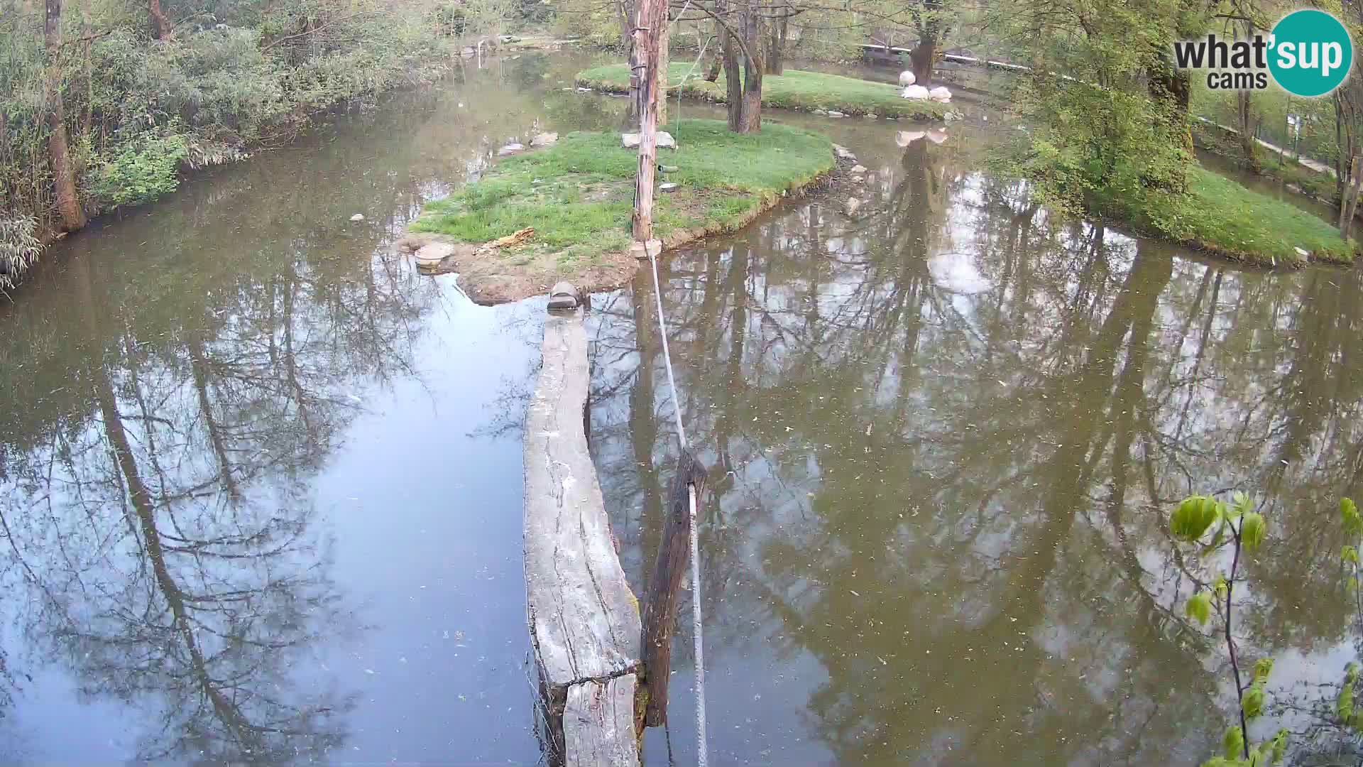 Lémur rufo blanco y negro – Ljubljana Zoo en vivo