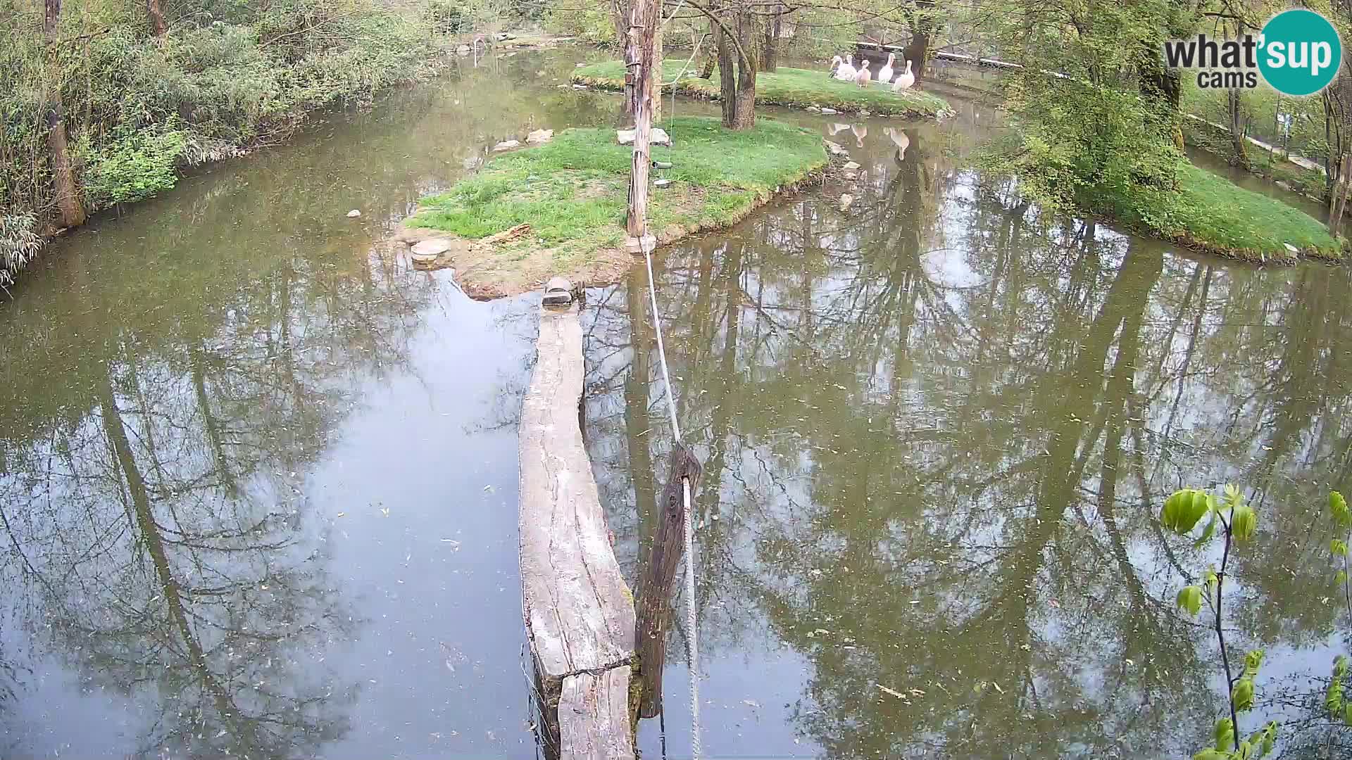 Navadni vari u živo – Ljubljana zoo