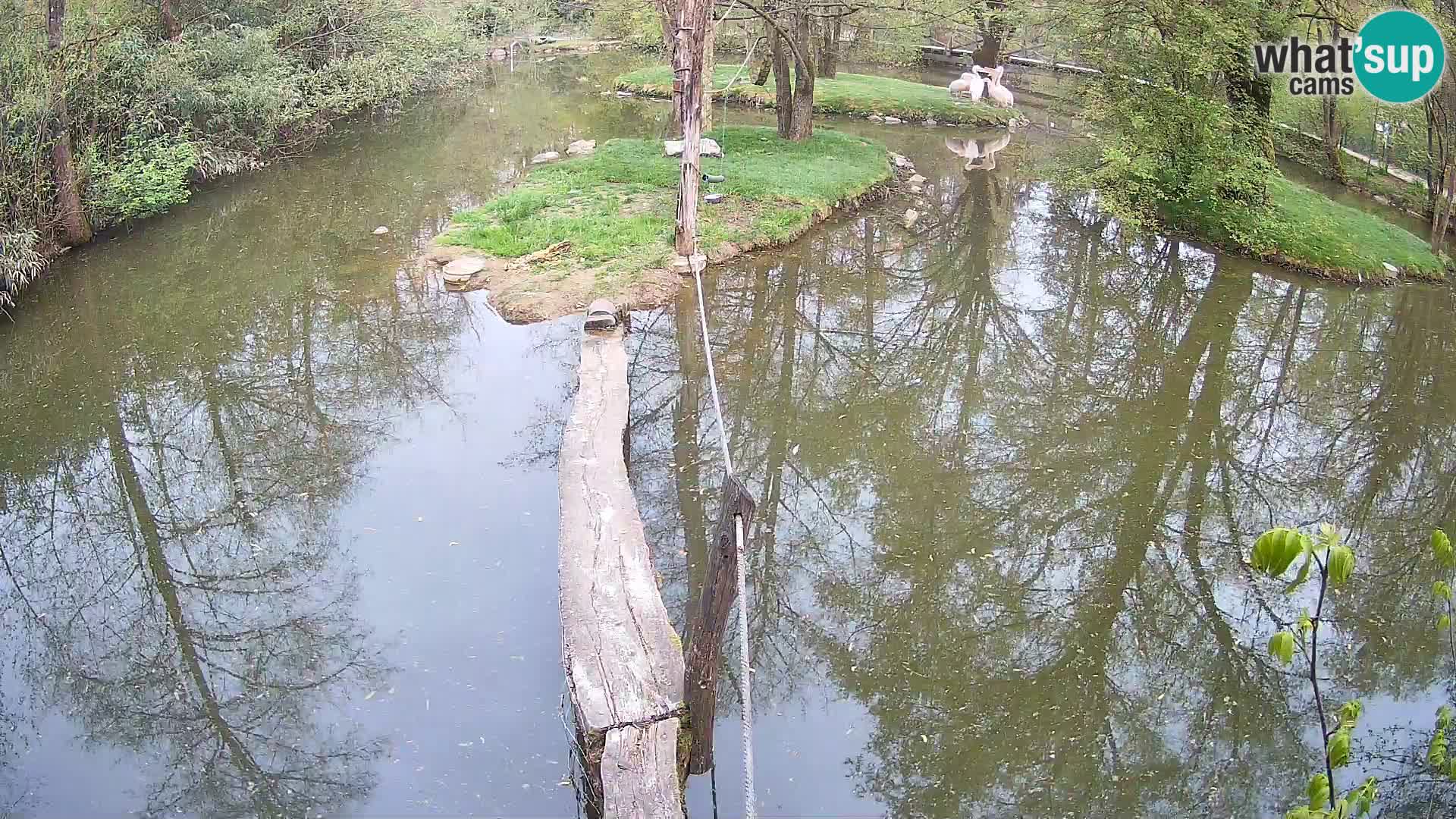 Vari bianconero Zoo Ljubljana webcam