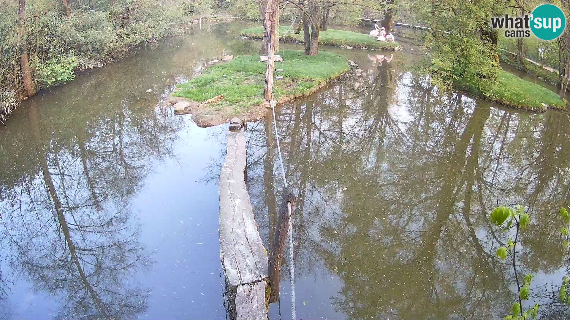 Schwarzweiße Vari Zoo Ljubljana webcam