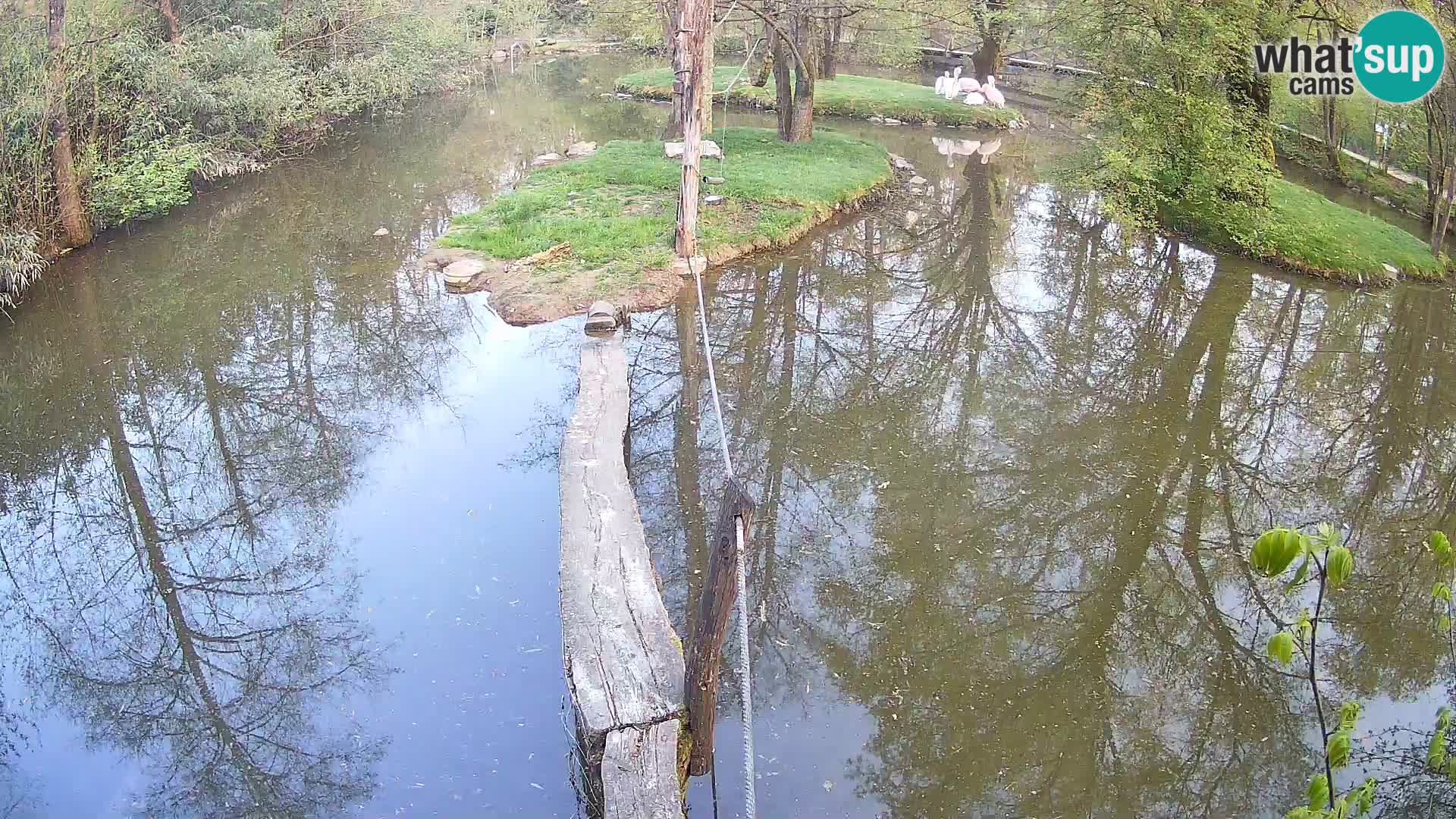 Vari noir et blanc – Ljubljana ZOO  livecam