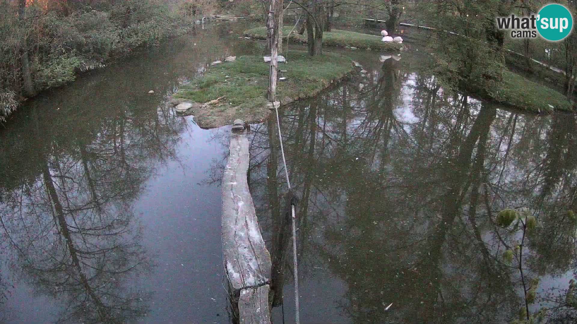 Vari noir et blanc – Ljubljana ZOO  livecam