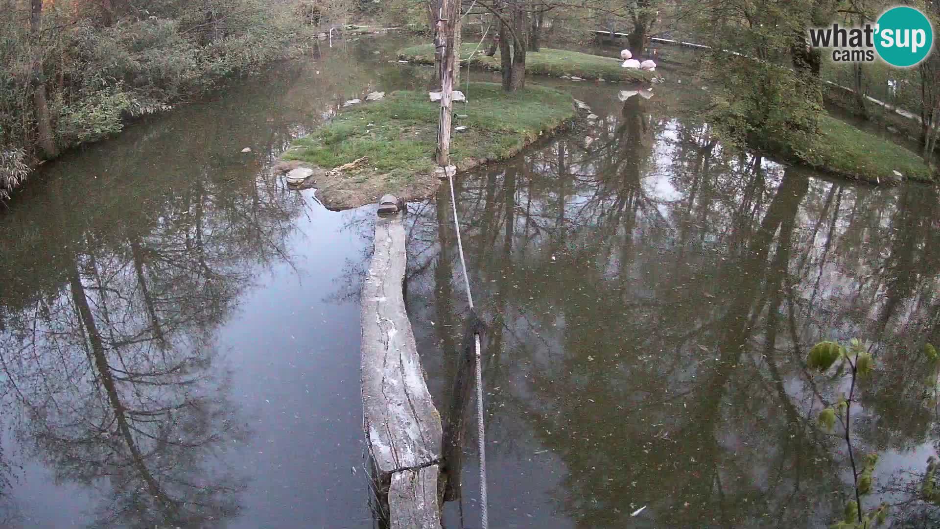 Lémur rufo blanco y negro – Ljubljana Zoo en vivo