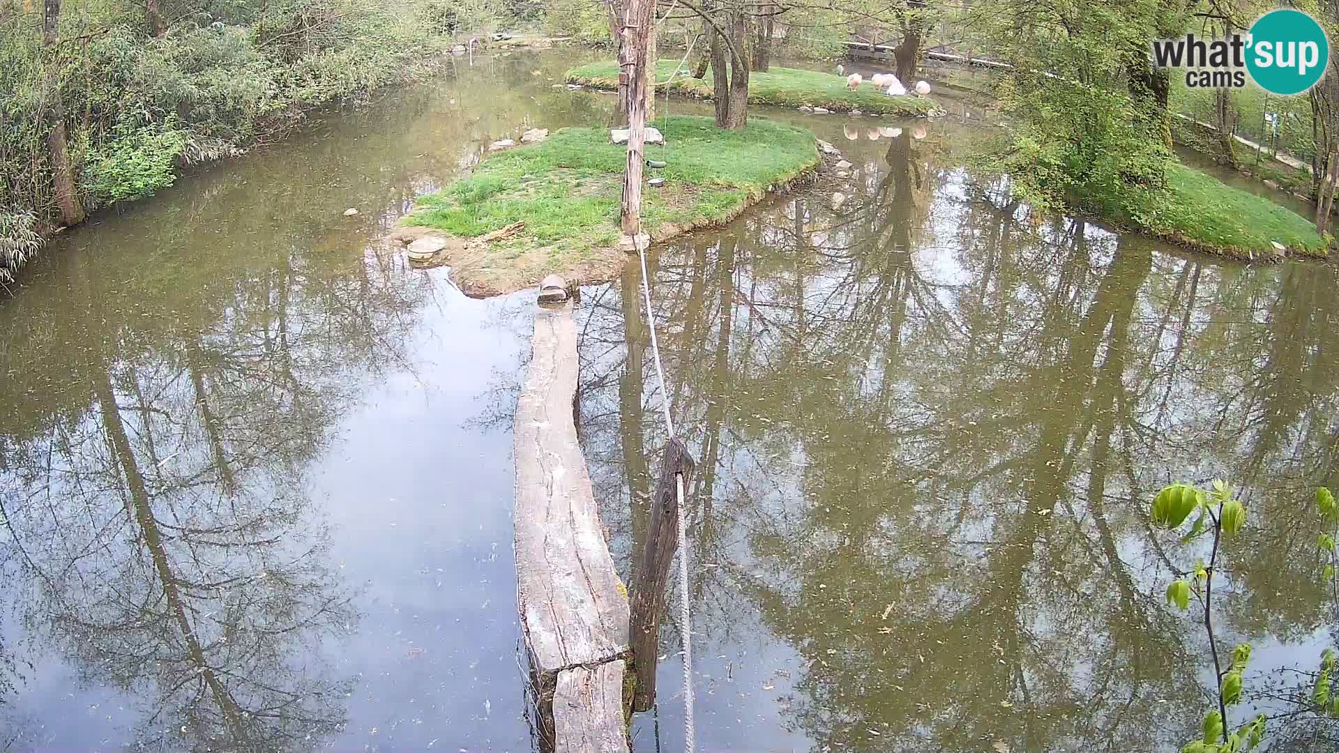 Black and white ruffed lemur Ljubljana Zoo live cam