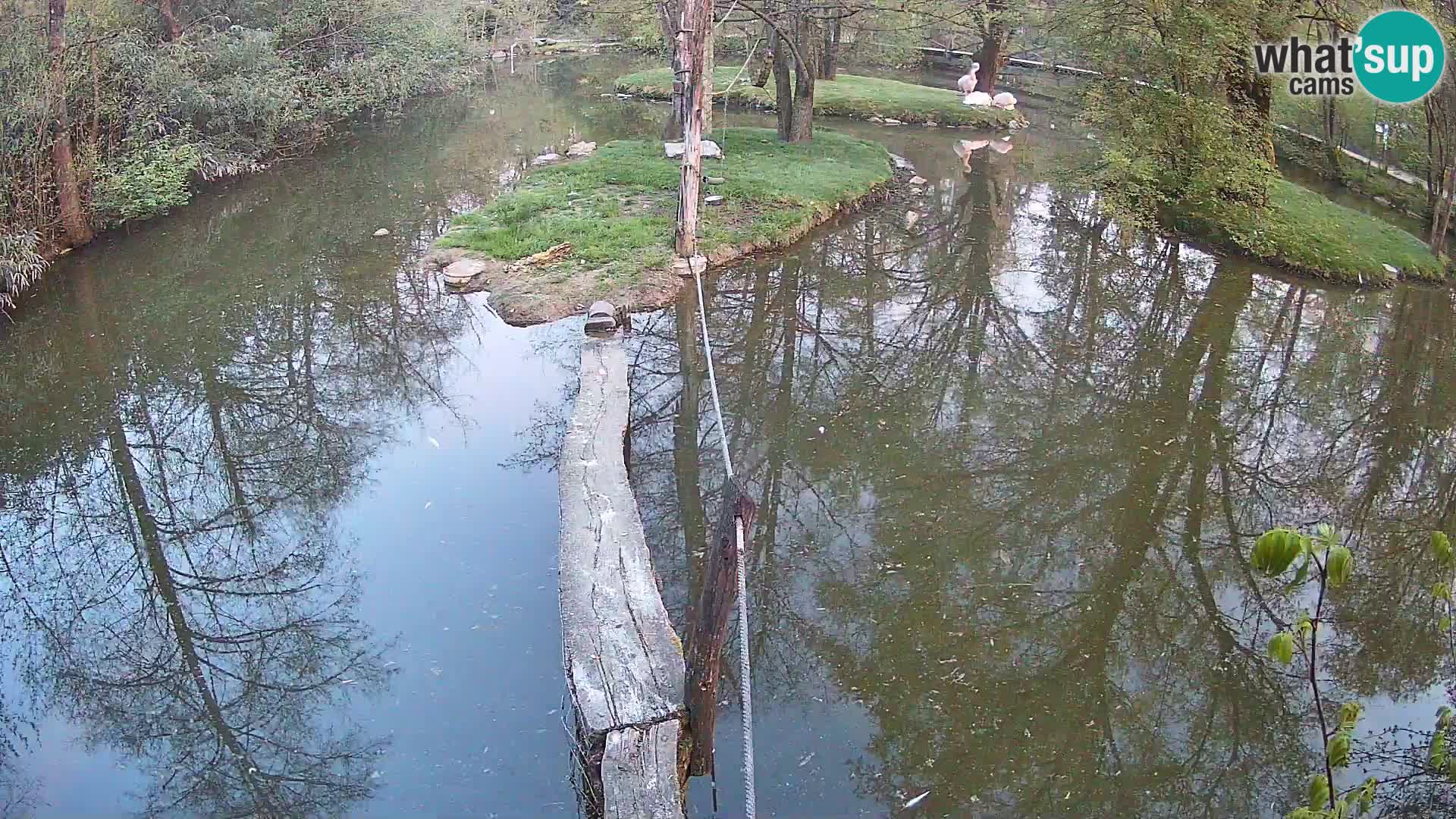 Navadni vari u živo – Ljubljana zoo