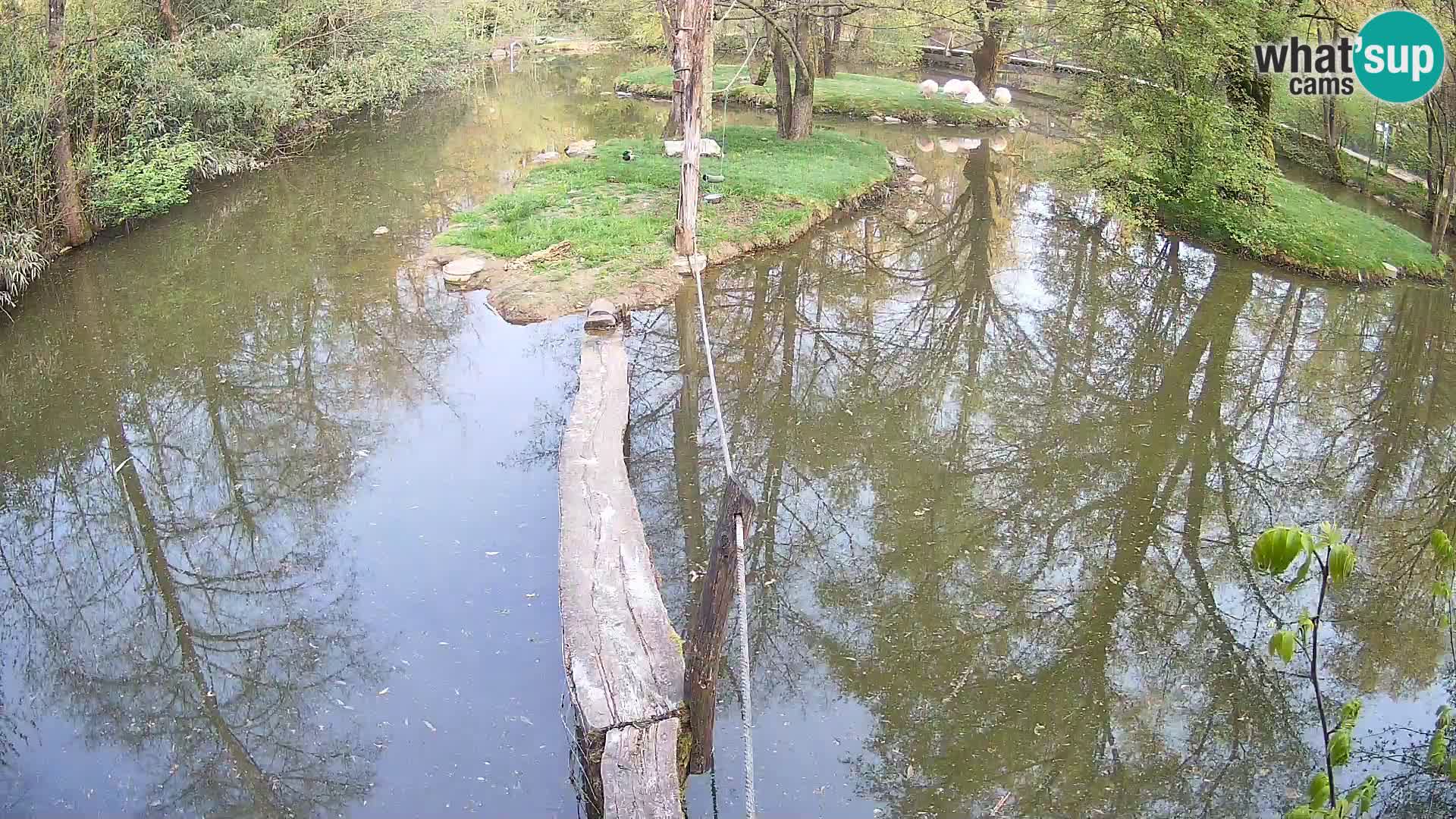 Schwarzweiße Vari Zoo Ljubljana webcam