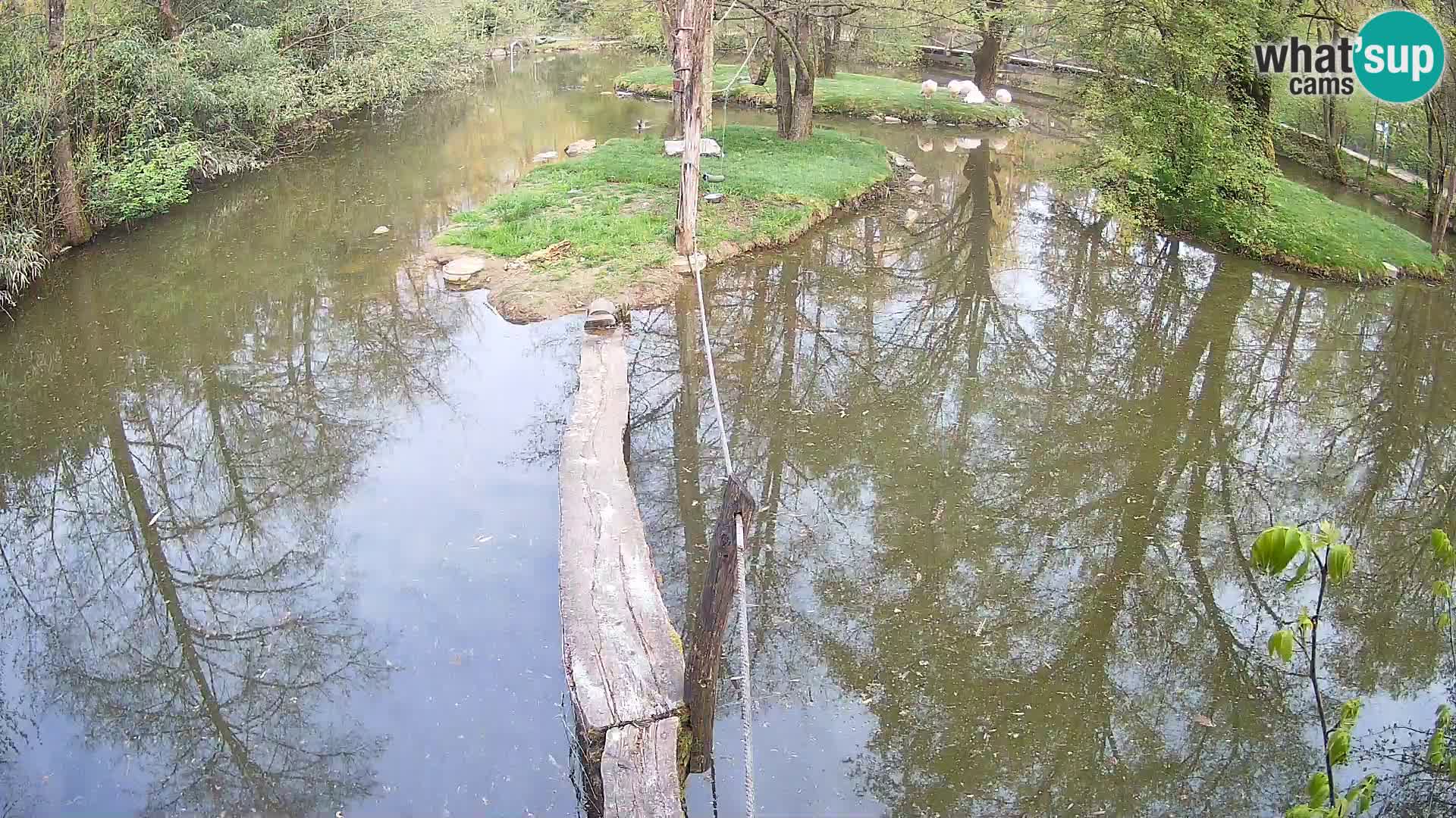 Vari noir et blanc – Ljubljana ZOO  livecam
