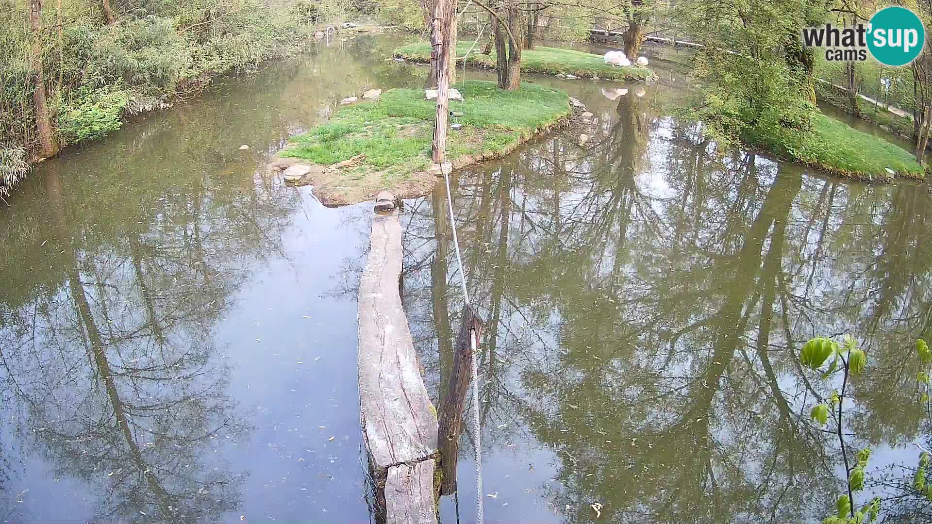 Vari bianconero Zoo Ljubljana webcam