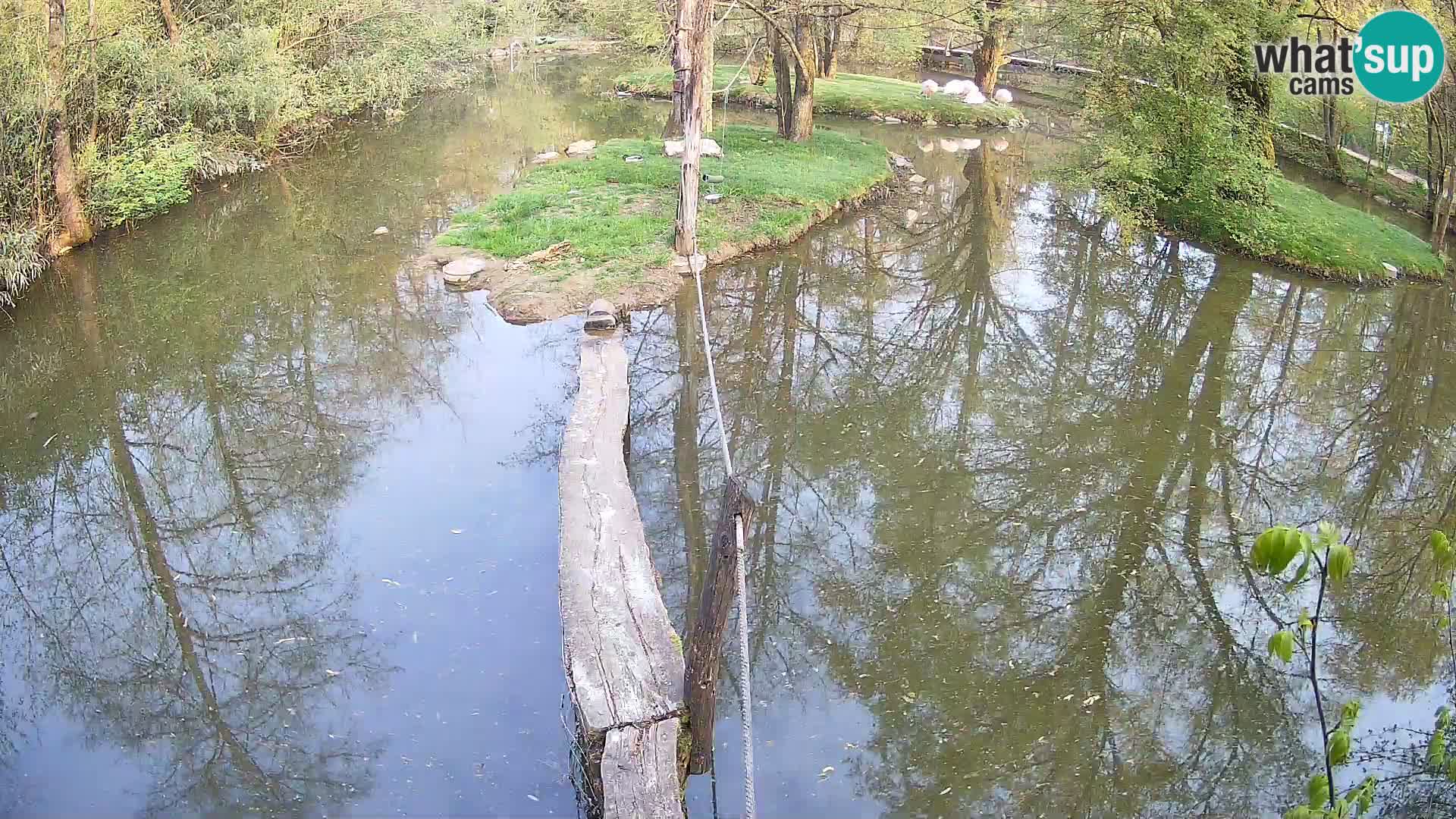 Vari bianconero Zoo Ljubljana webcam