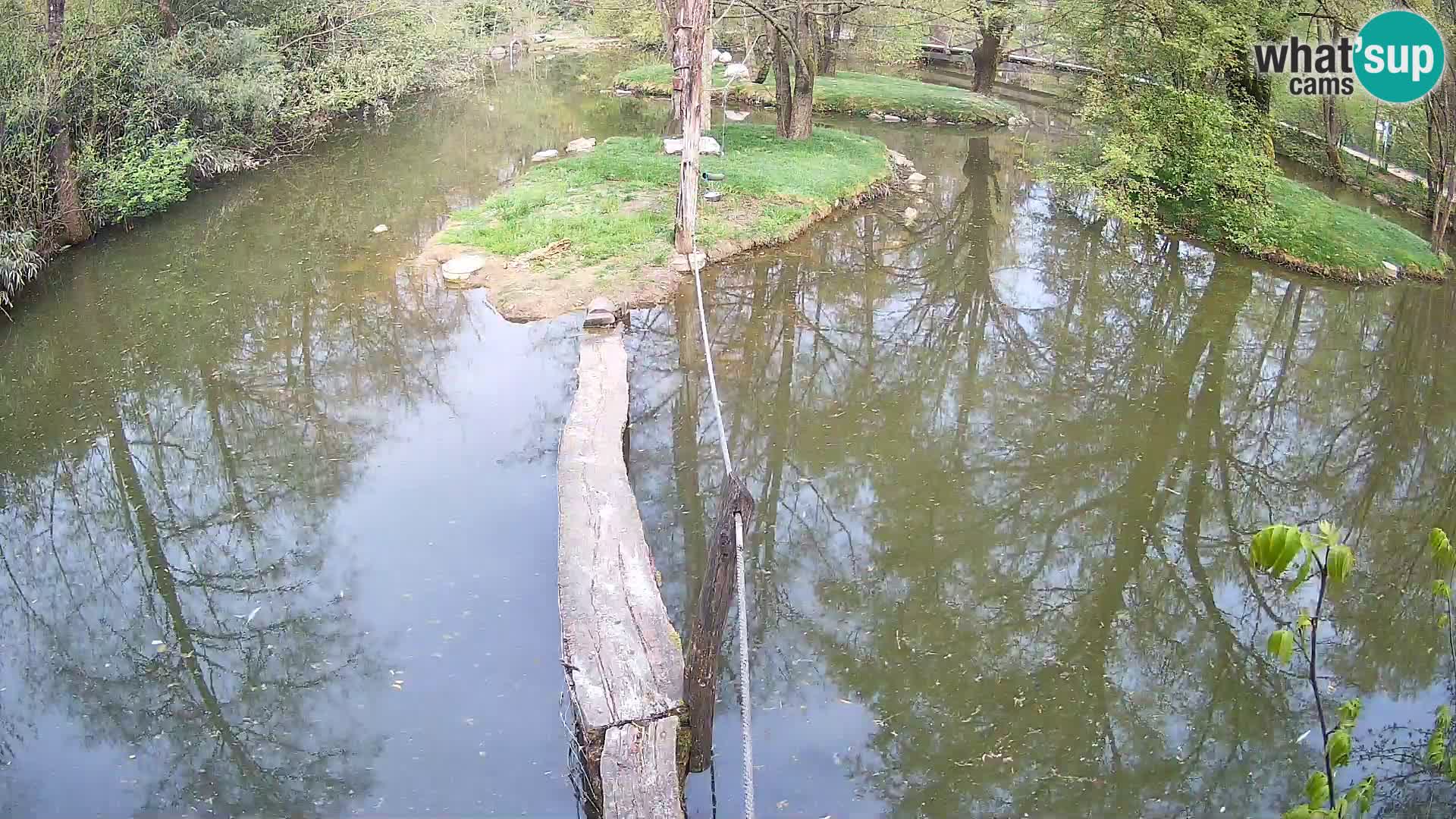 Vari bianconero Zoo Ljubljana webcam