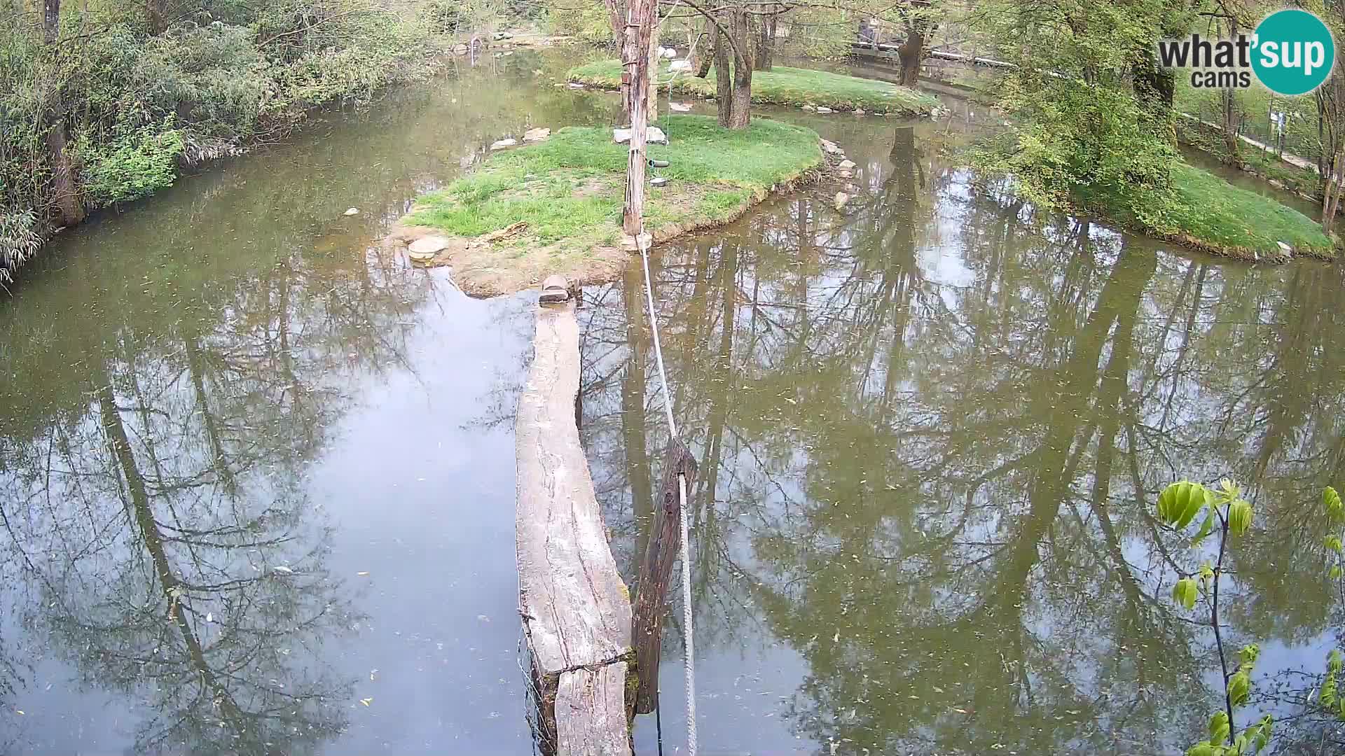 Navadni vari u živo – Ljubljana zoo