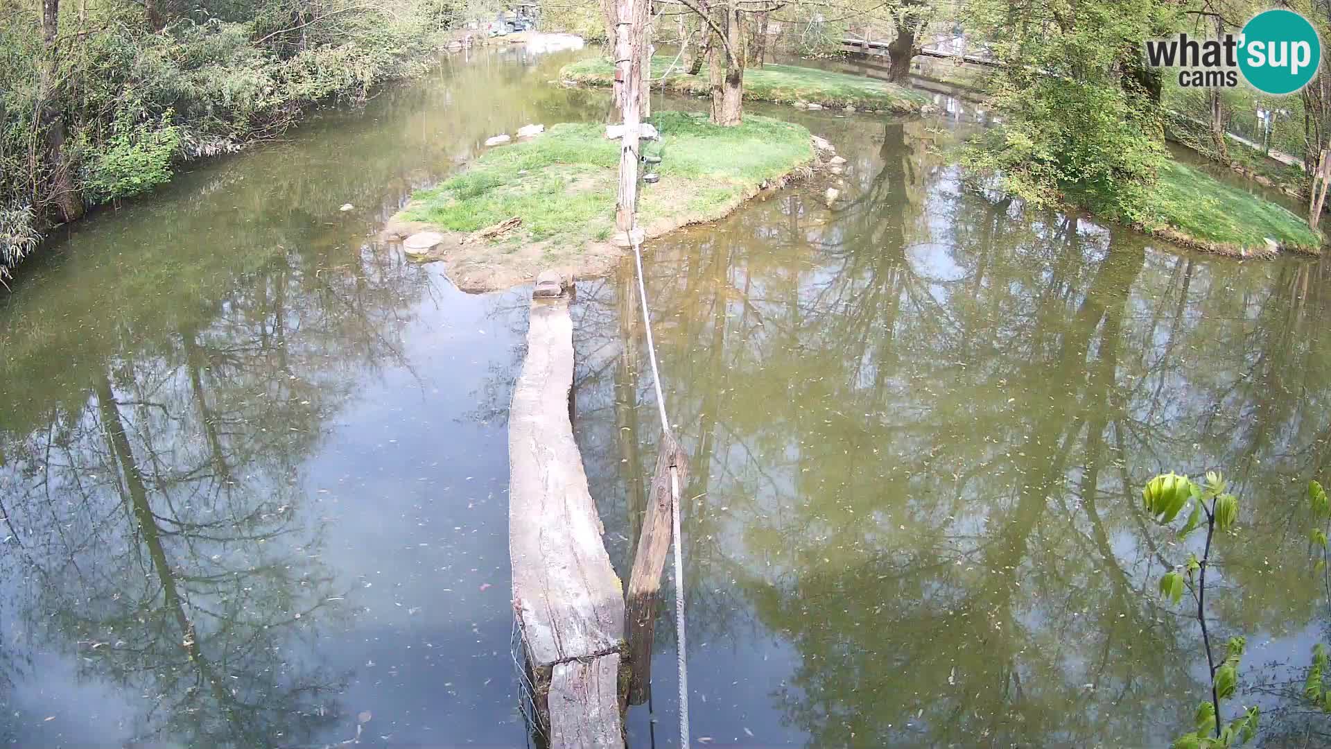 Lémur rufo blanco y negro – Ljubljana Zoo en vivo