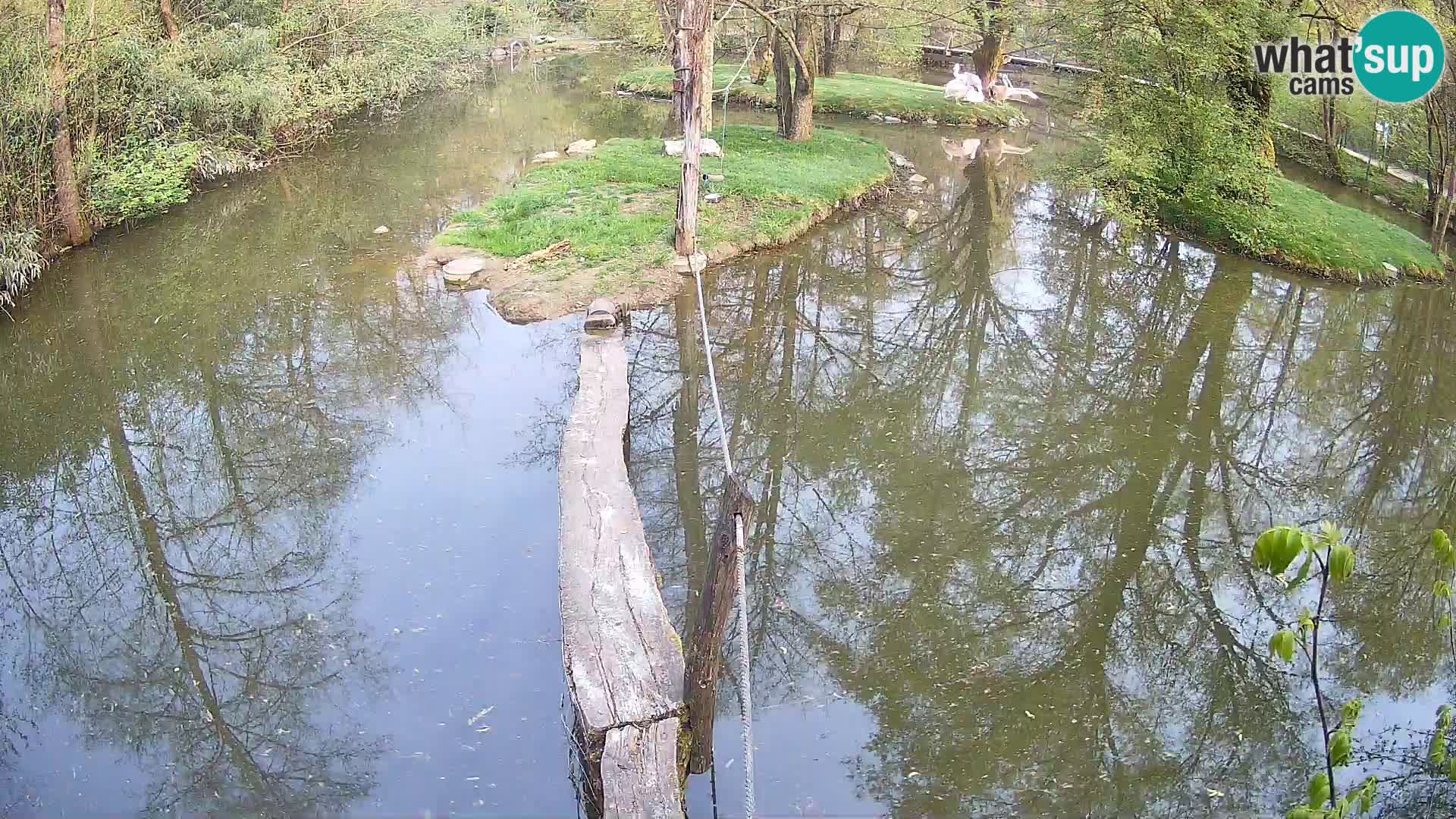 Lémur rufo blanco y negro – Ljubljana Zoo en vivo