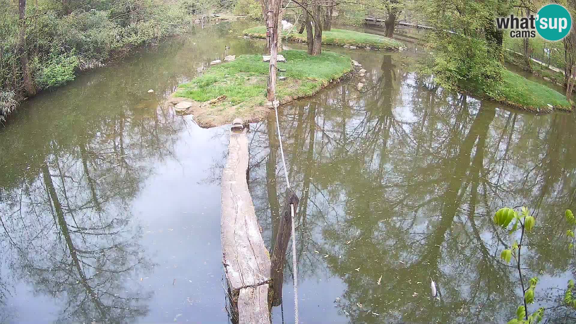 Navadni vari u živo – Ljubljana zoo