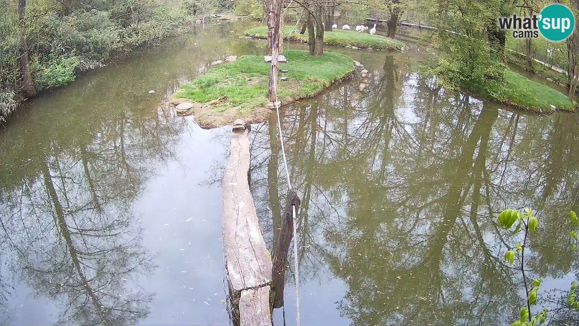Lémur rufo blanco y negro – Ljubljana Zoo en vivo