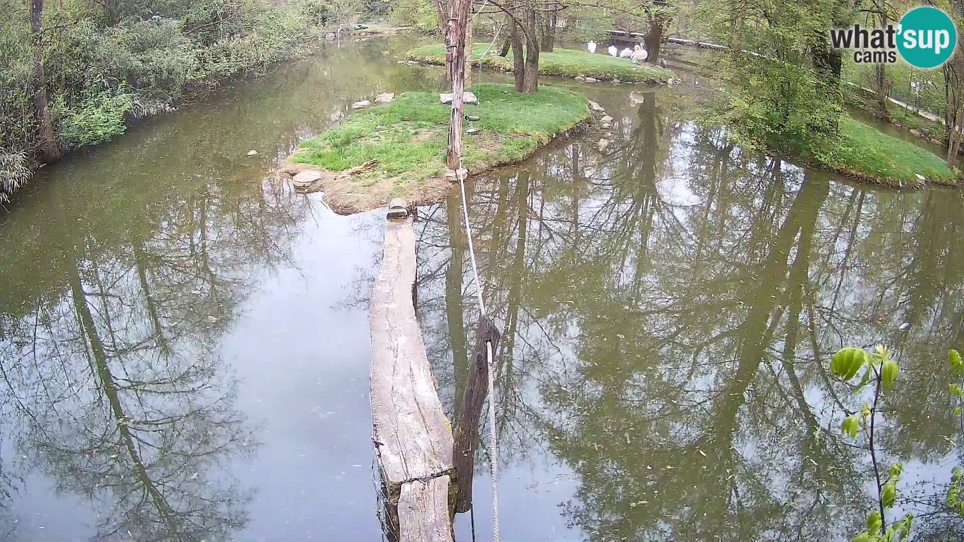 Vari noir et blanc – Ljubljana ZOO  livecam