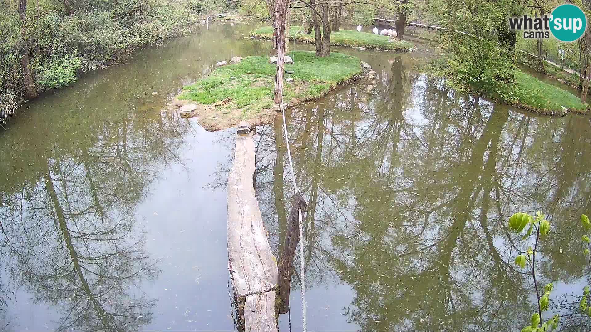 Navadni vari v živo – Ljubljana živalski vrt