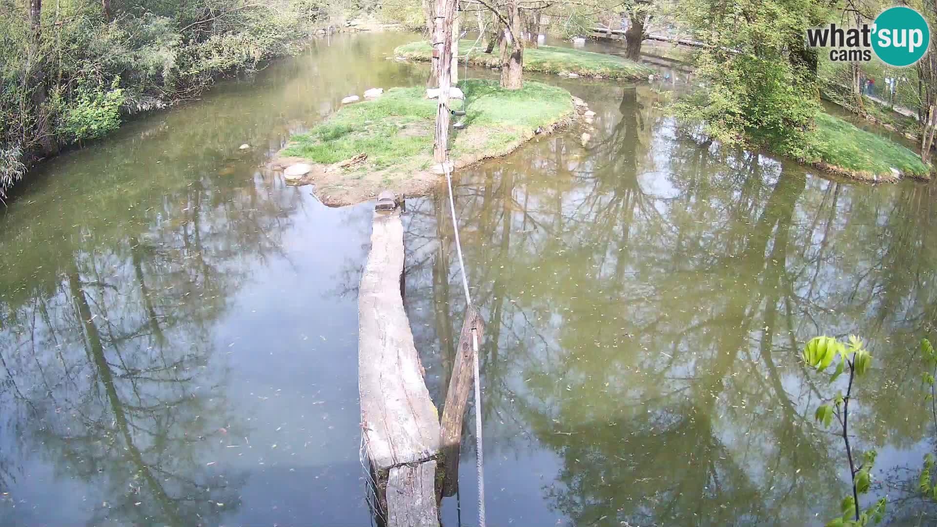 Lémur rufo blanco y negro – Ljubljana Zoo en vivo