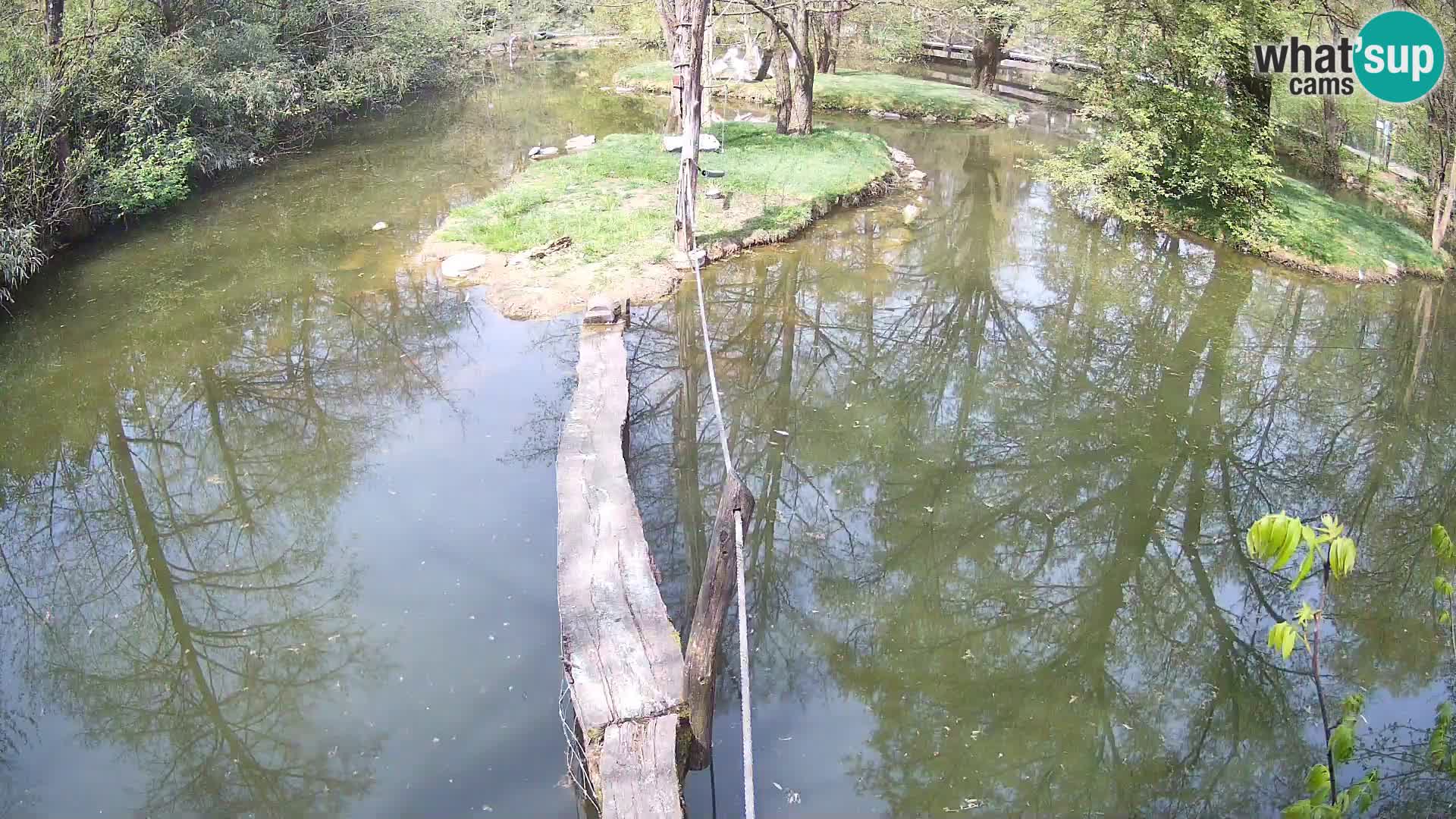 Navadni vari u živo – Ljubljana zoo