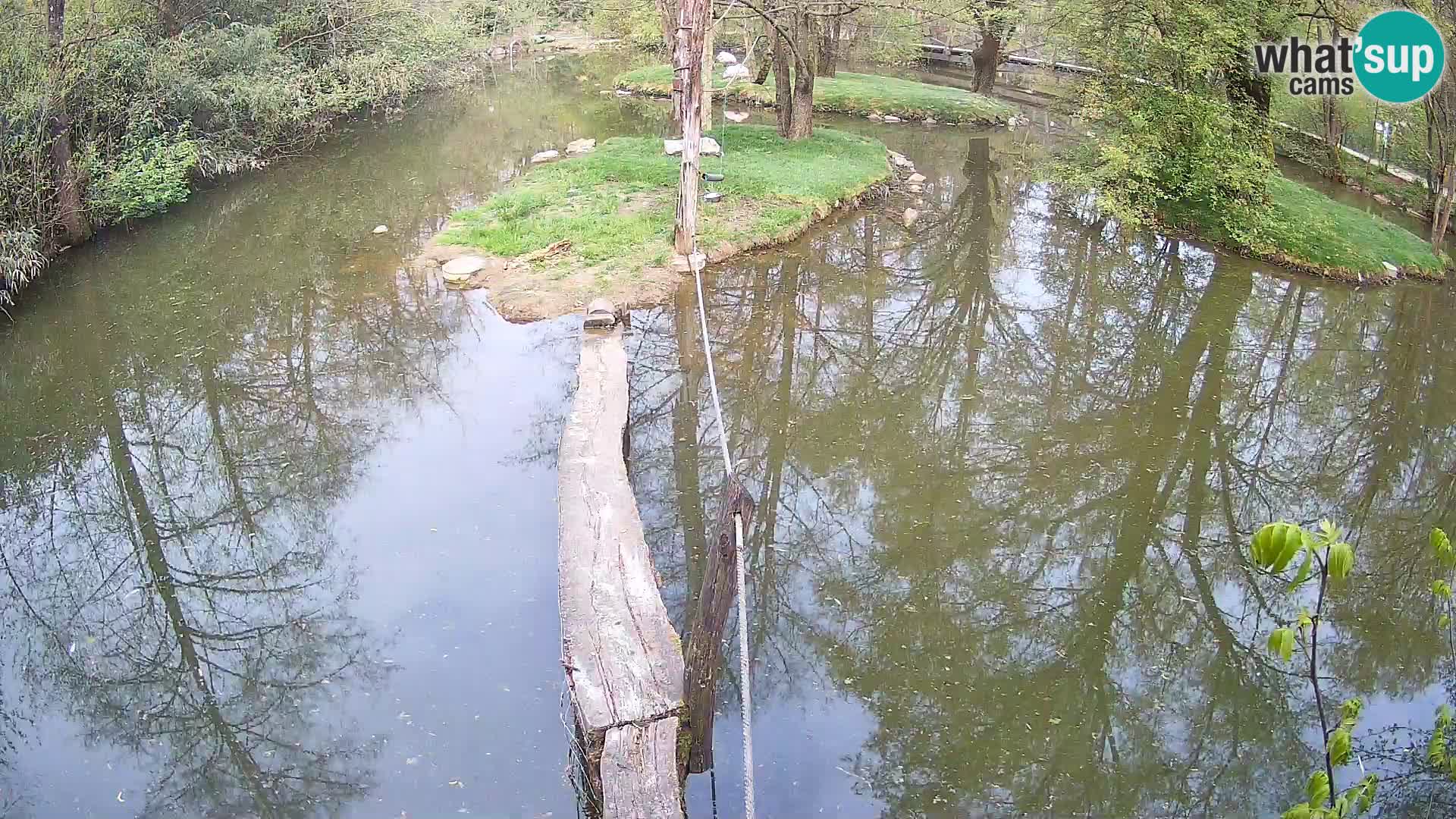 Navadni vari u živo – Ljubljana zoo