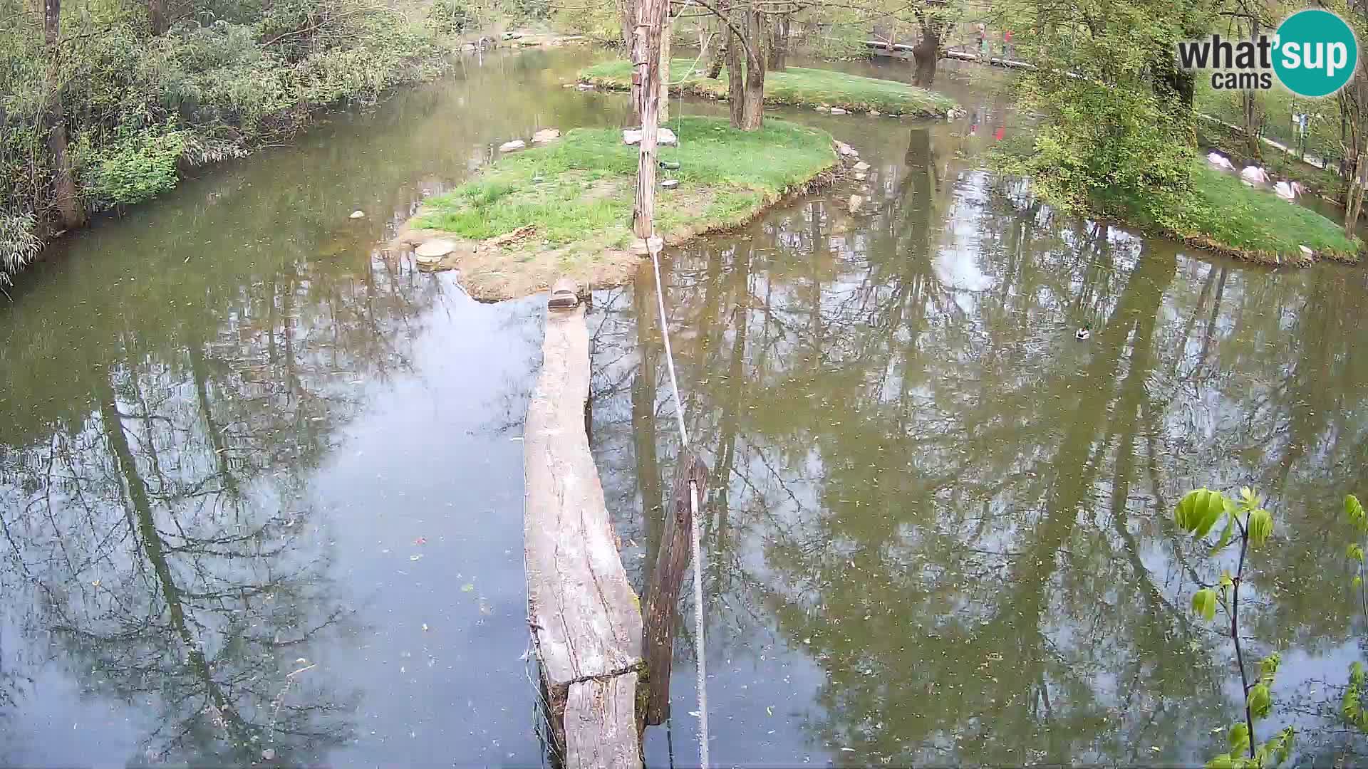 Vari noir et blanc – Ljubljana ZOO  livecam
