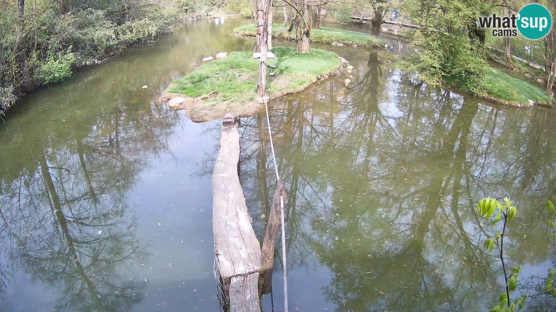 Navadni vari u živo – Ljubljana zoo