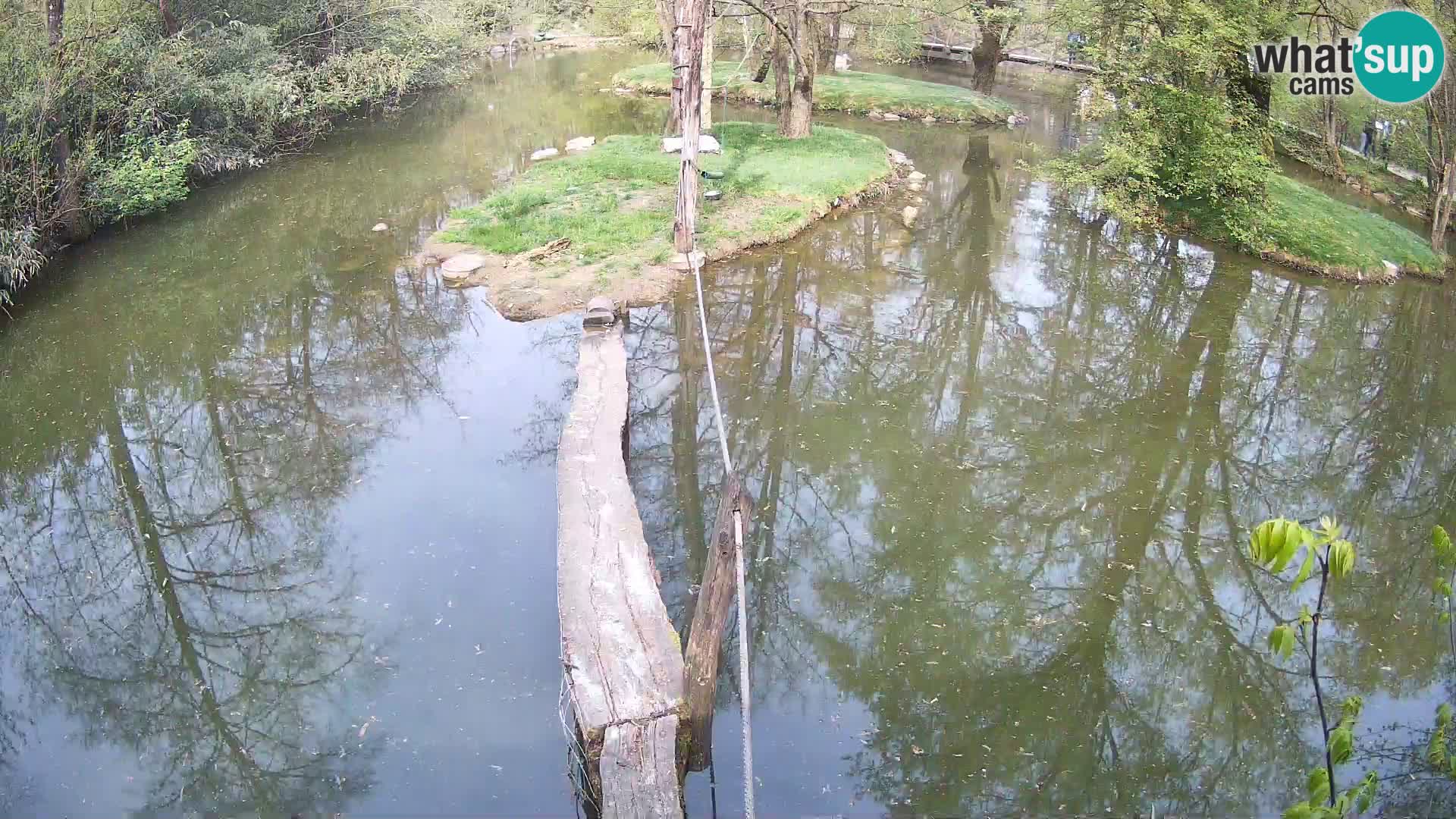 Schwarzweiße Vari Zoo Ljubljana webcam