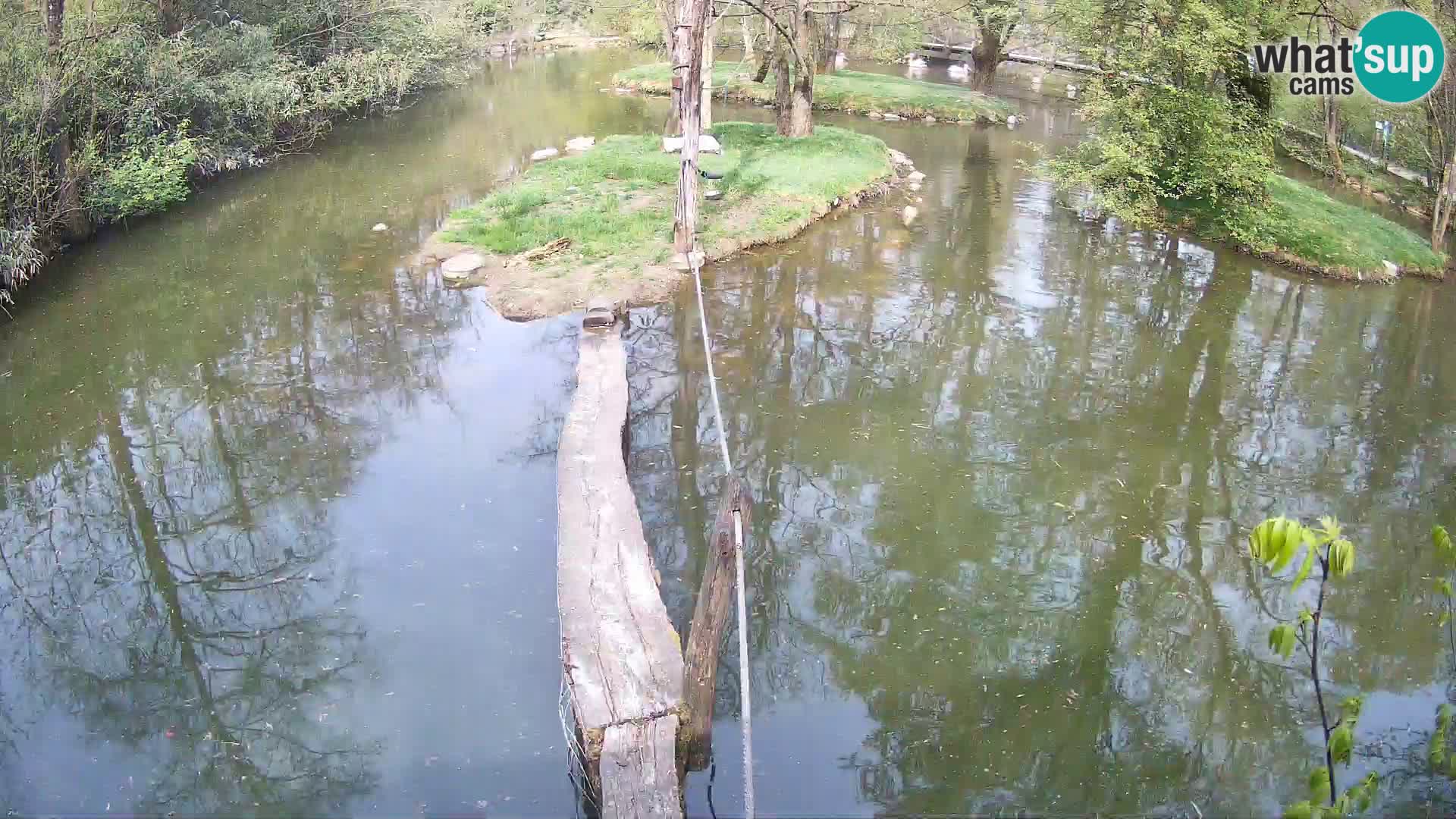 Schwarzweiße Vari Zoo Ljubljana webcam