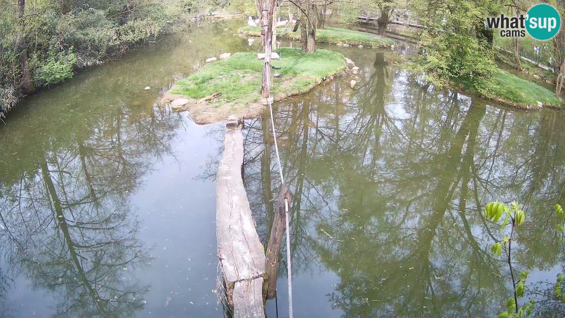Lémur rufo blanco y negro – Ljubljana Zoo en vivo