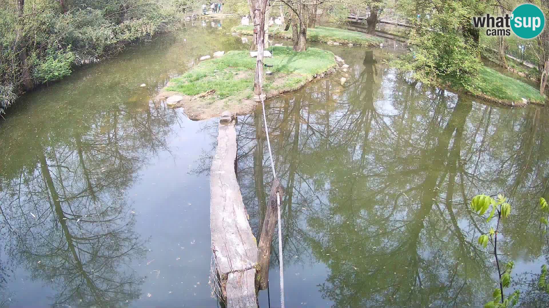 Lémur rufo blanco y negro – Ljubljana Zoo en vivo
