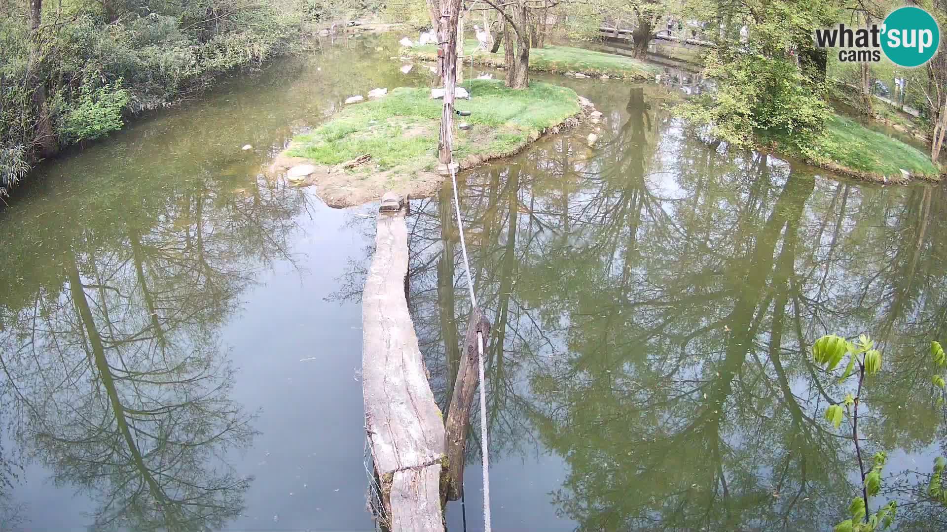 Schwarzweiße Vari Zoo Ljubljana webcam