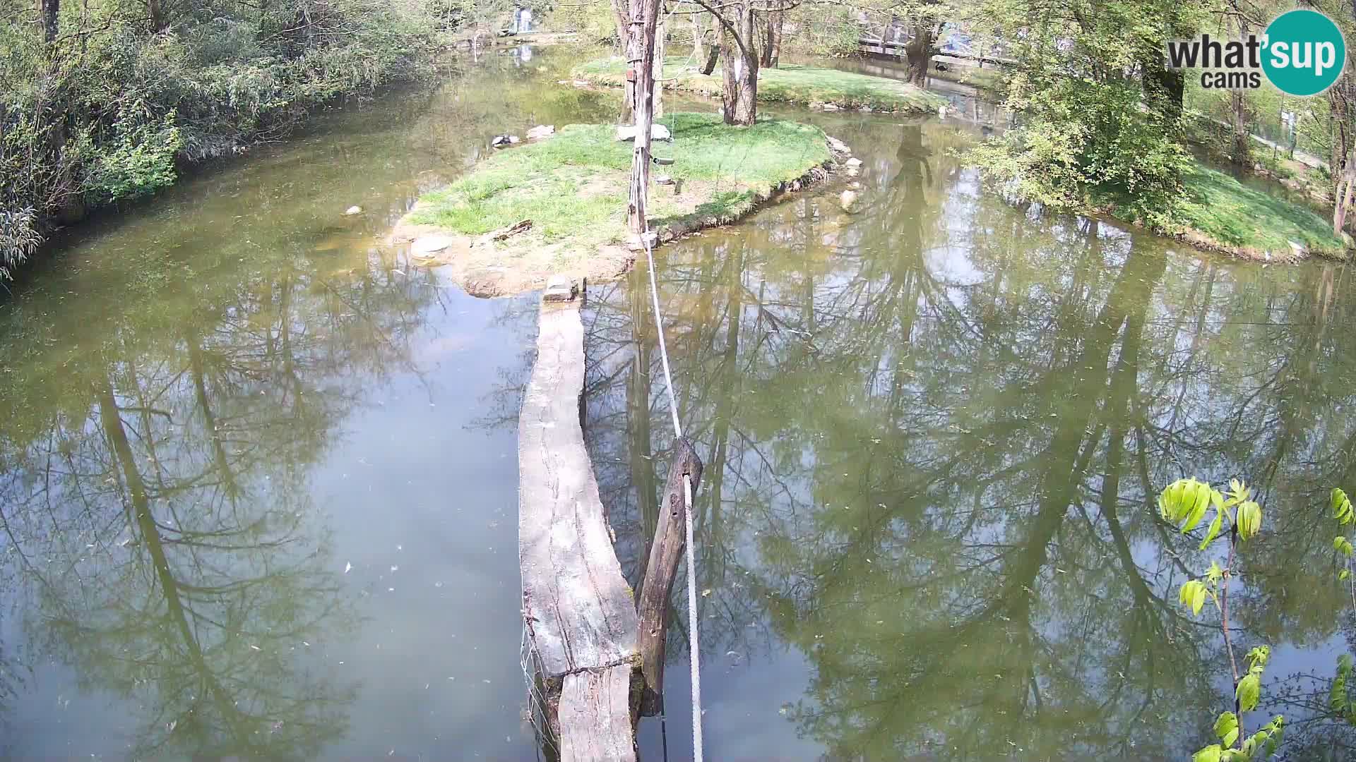 Navadni vari u živo – Ljubljana zoo