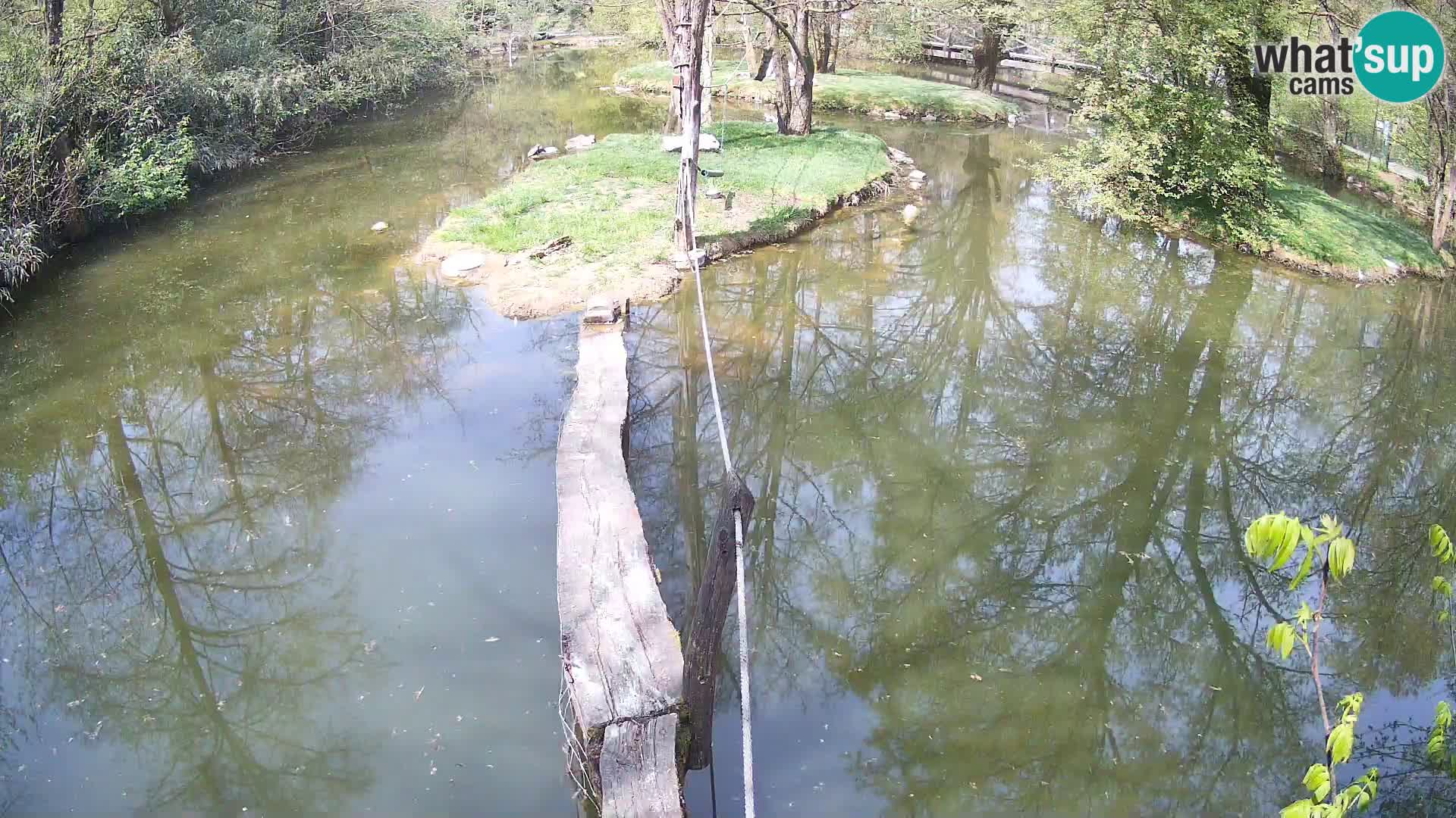 Vari bianconero Zoo Ljubljana webcam