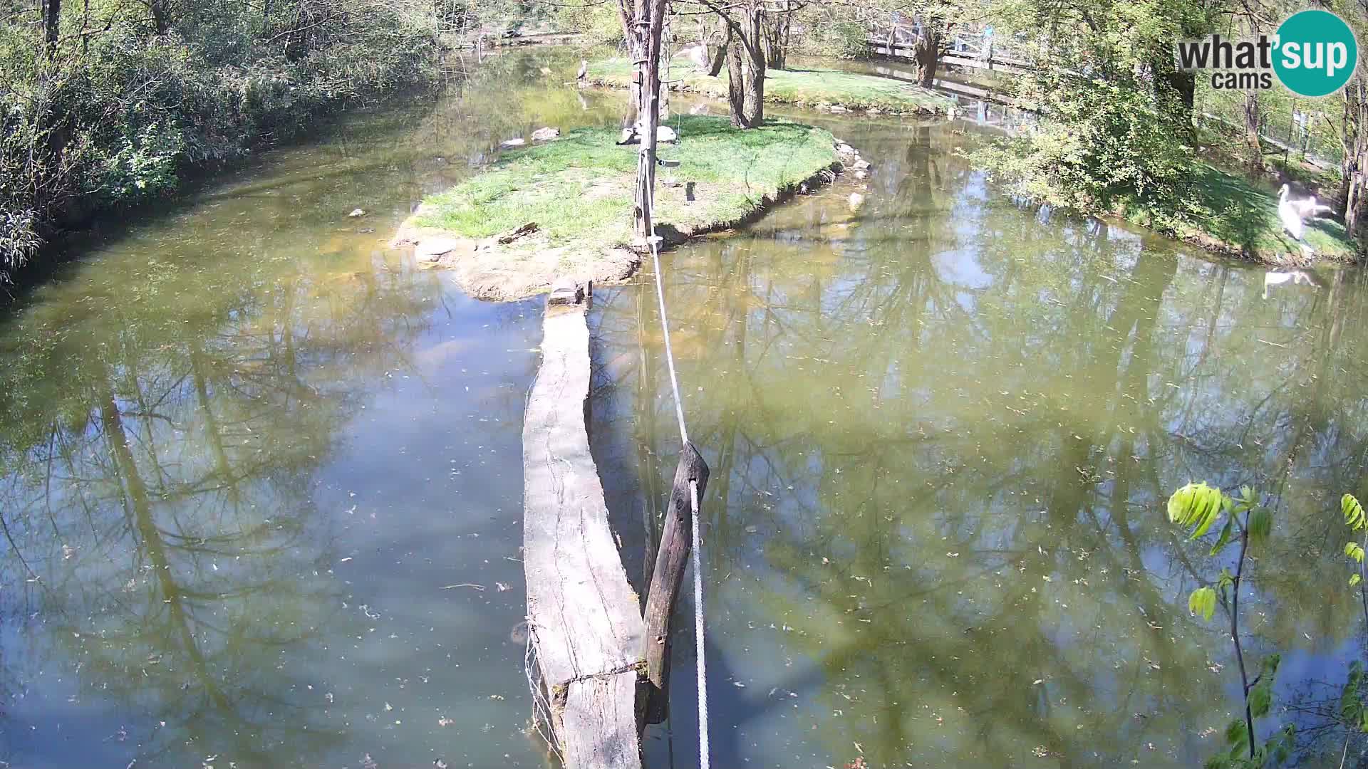 Vari bianconero Zoo Ljubljana webcam