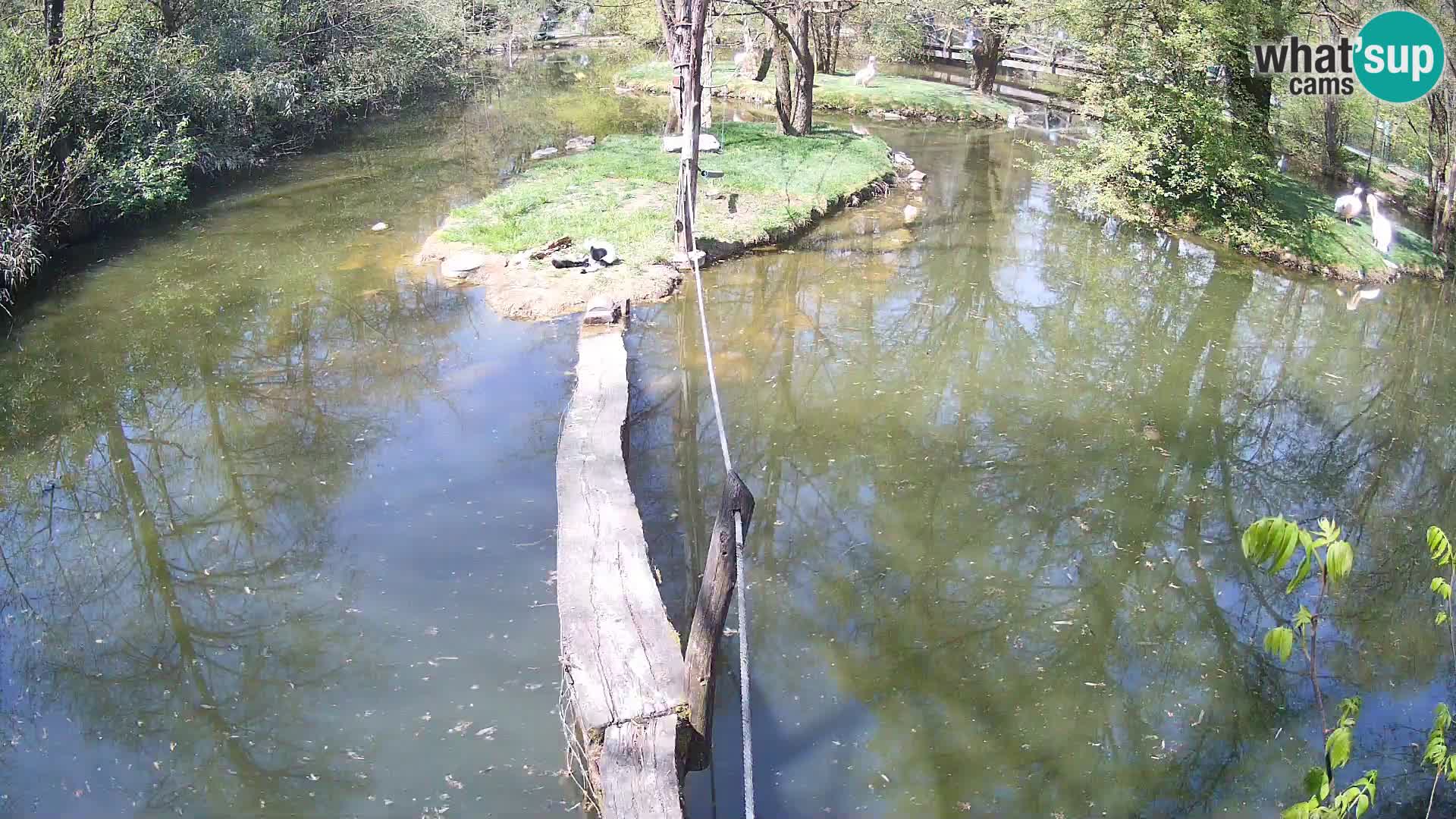 Vari bianconero Zoo Ljubljana webcam
