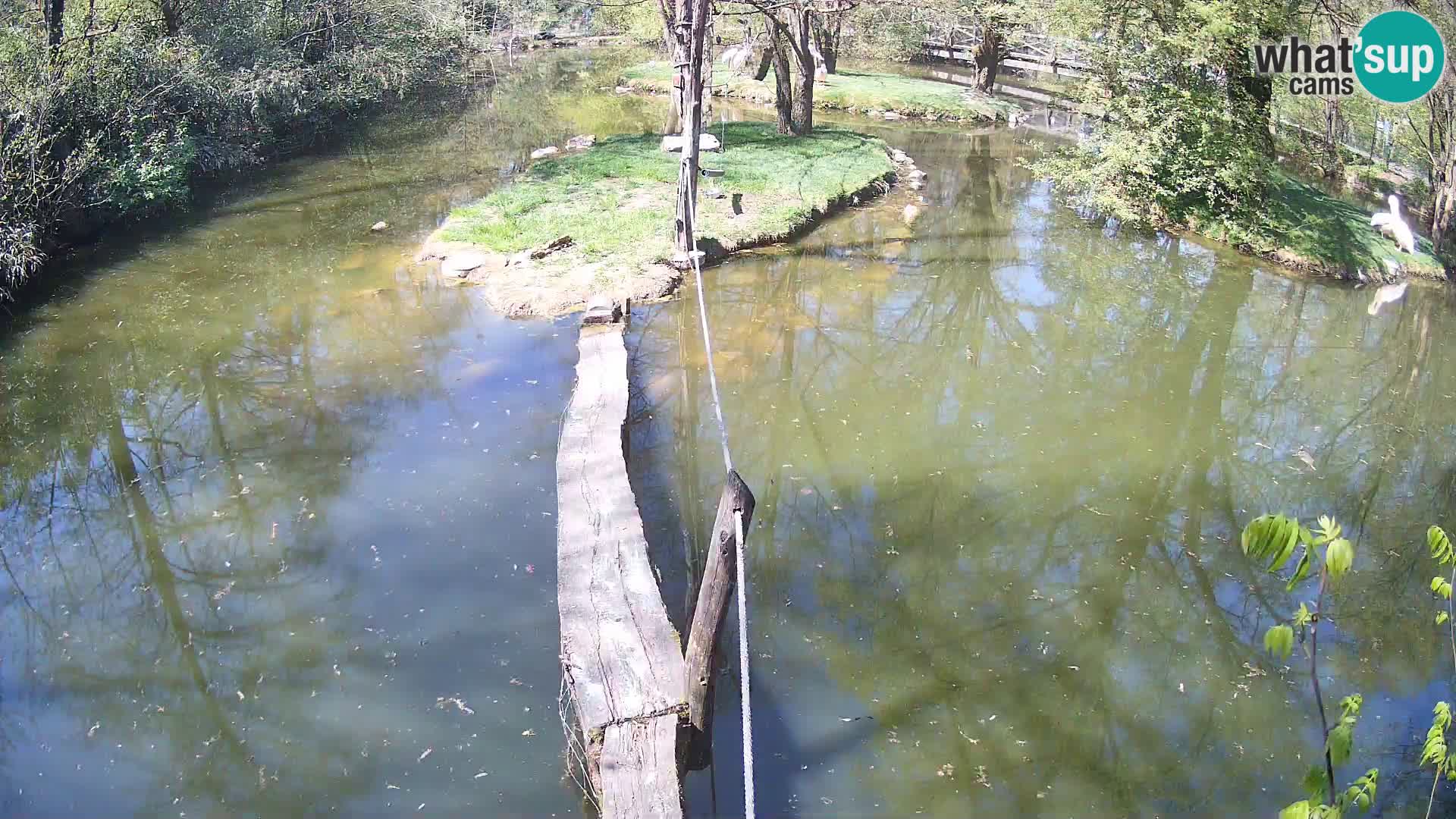 Lémur rufo blanco y negro – Ljubljana Zoo en vivo