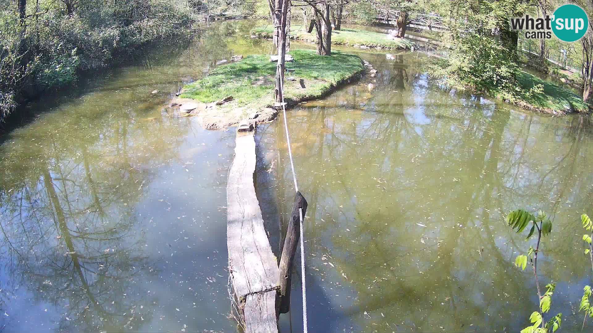 Vari bianconero Zoo Ljubljana webcam